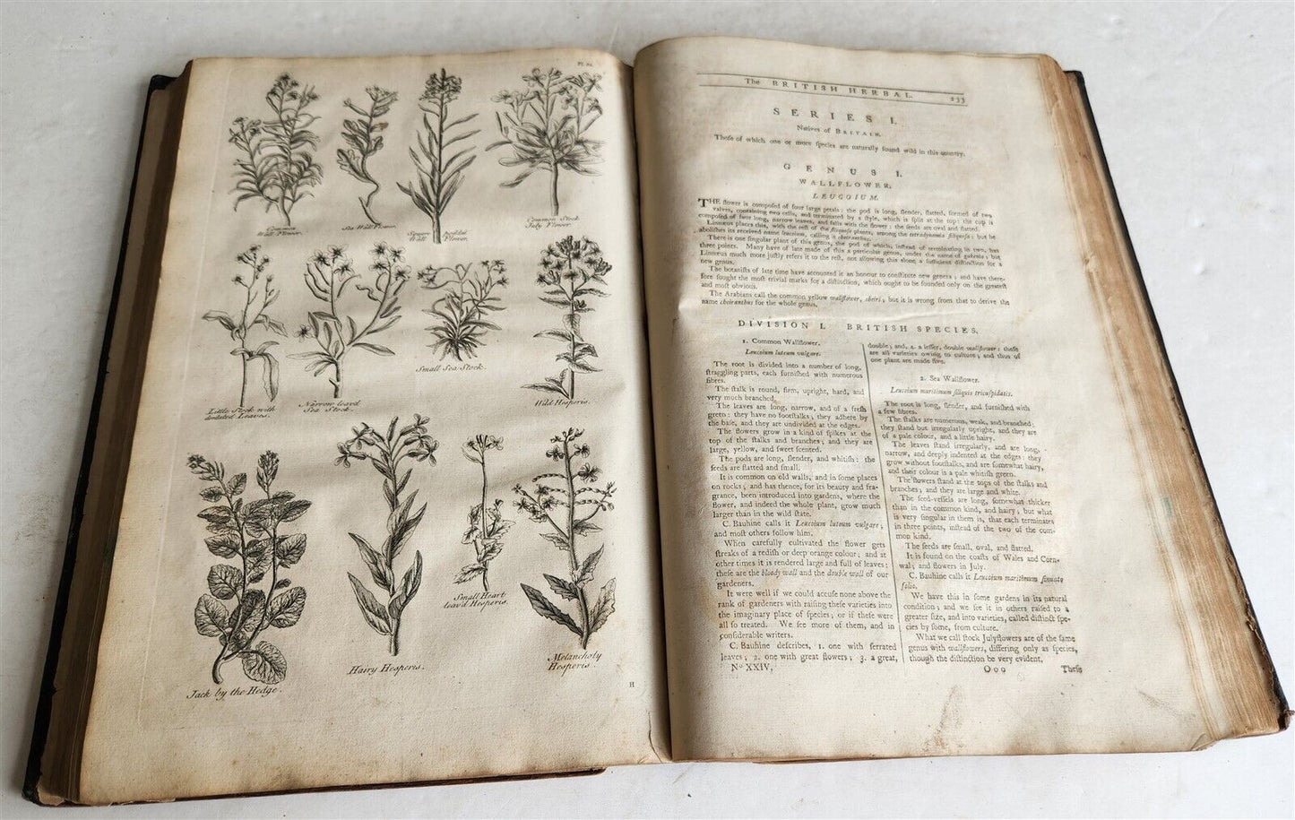 1756 BRITISH HERBAL J.HILL antique ILLUSTRATED FOLIO HISTORY OF PLANTS & TREES