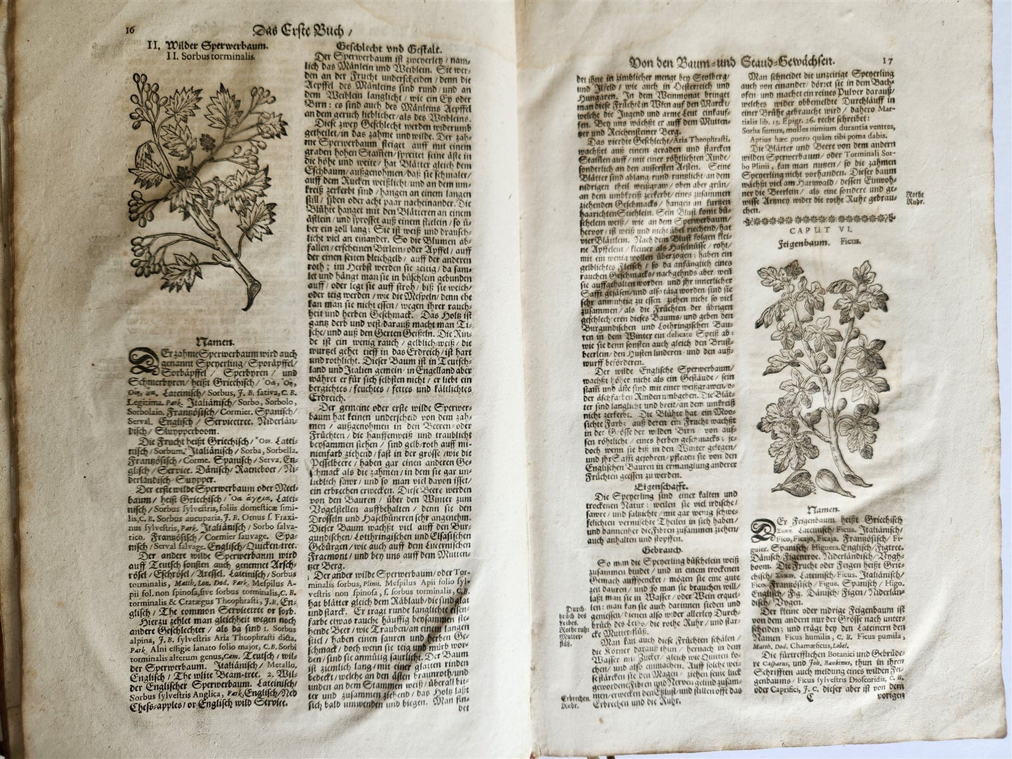 1696 THEATRUM BOTANICUM by Theodor ZWINGER antique ILLUSTRATED FOLIO in GERMAN