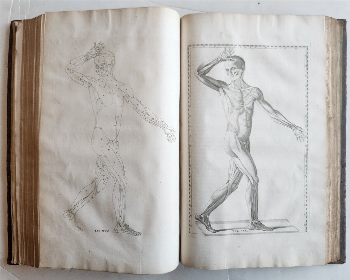 1744 ILLUSTRATED ANATOMY antique FOLIO Explicatio tabularum anatomicarum ALBINUS