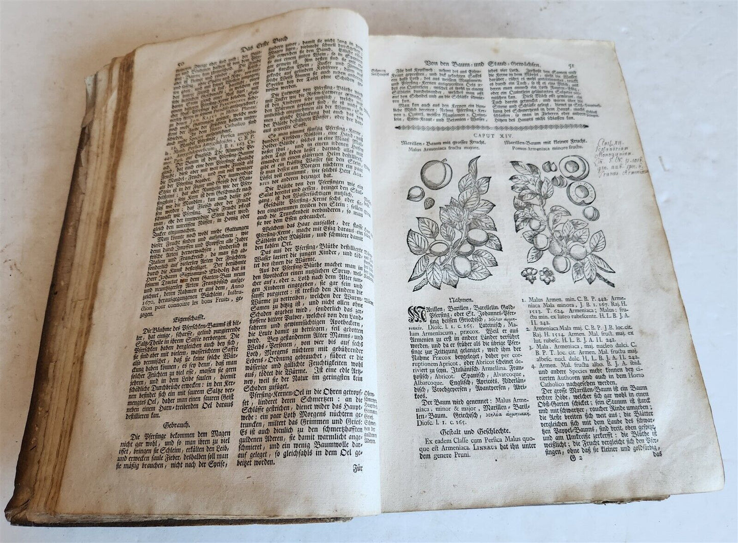 1744 THEATRUM BOTANICUM ILLUSTRATED GERMAN HERBAL antique PIGSKIN BOUND FOLIO