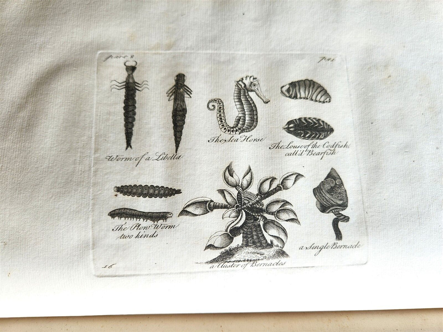 1755 NATURAL HISTORY of NORWAY ILLUSTRATED Pontoppidan antique FOLIO in ENGLISH