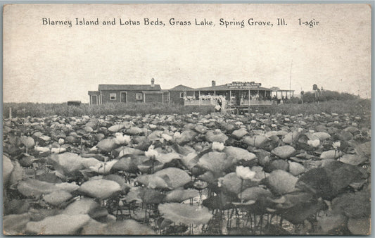 SPRING GROVE IL BLARNEY ISLAND AND LOTUS BEDS GRASS LAKE ANTIQUE POSTCARD
