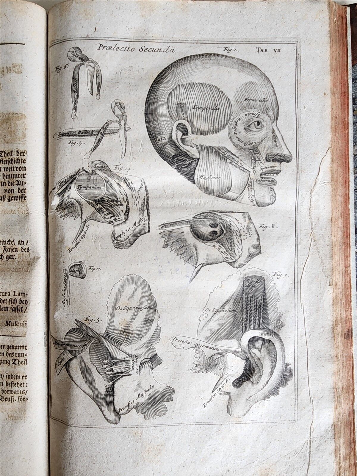 1704 ANATOMY MUSCLE TREATISE antique AMAZINGLY ILLUSTRATED