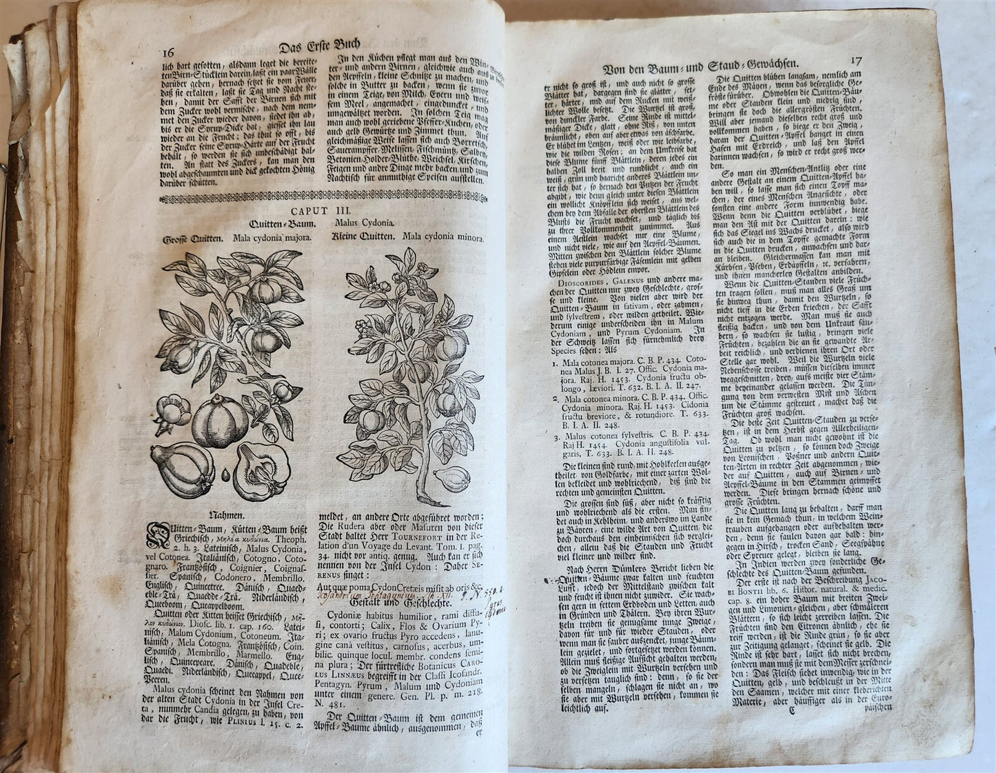 1744 THEATRUM BOTANICUM ILLUSTRATED GERMAN HERBAL antique PIGSKIN BOUND FOLIO