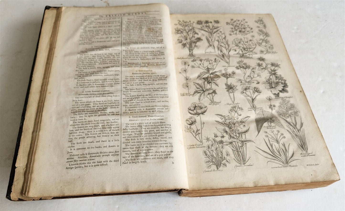 1756 BRITISH HERBAL J.HILL antique ILLUSTRATED FOLIO HISTORY OF PLANTS & TREES
