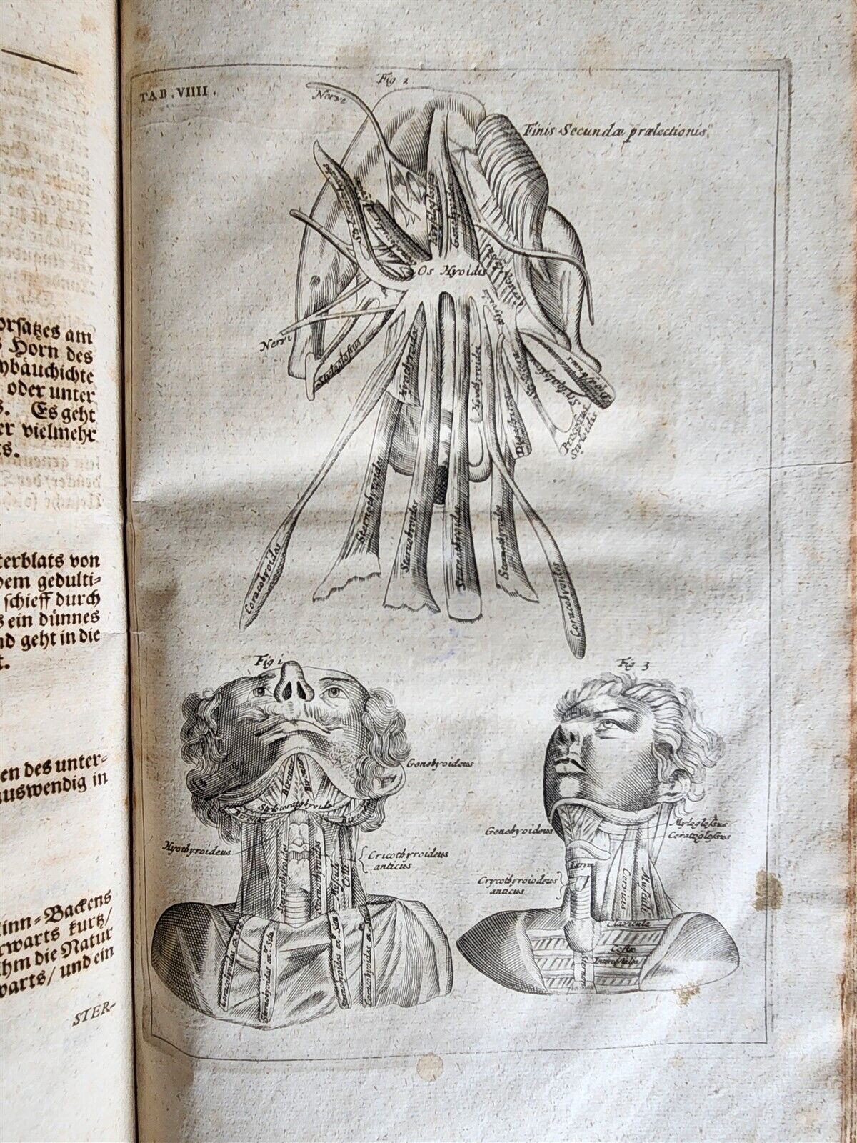 1704 ANATOMY MUSCLE TREATISE antique AMAZINGLY ILLUSTRATED