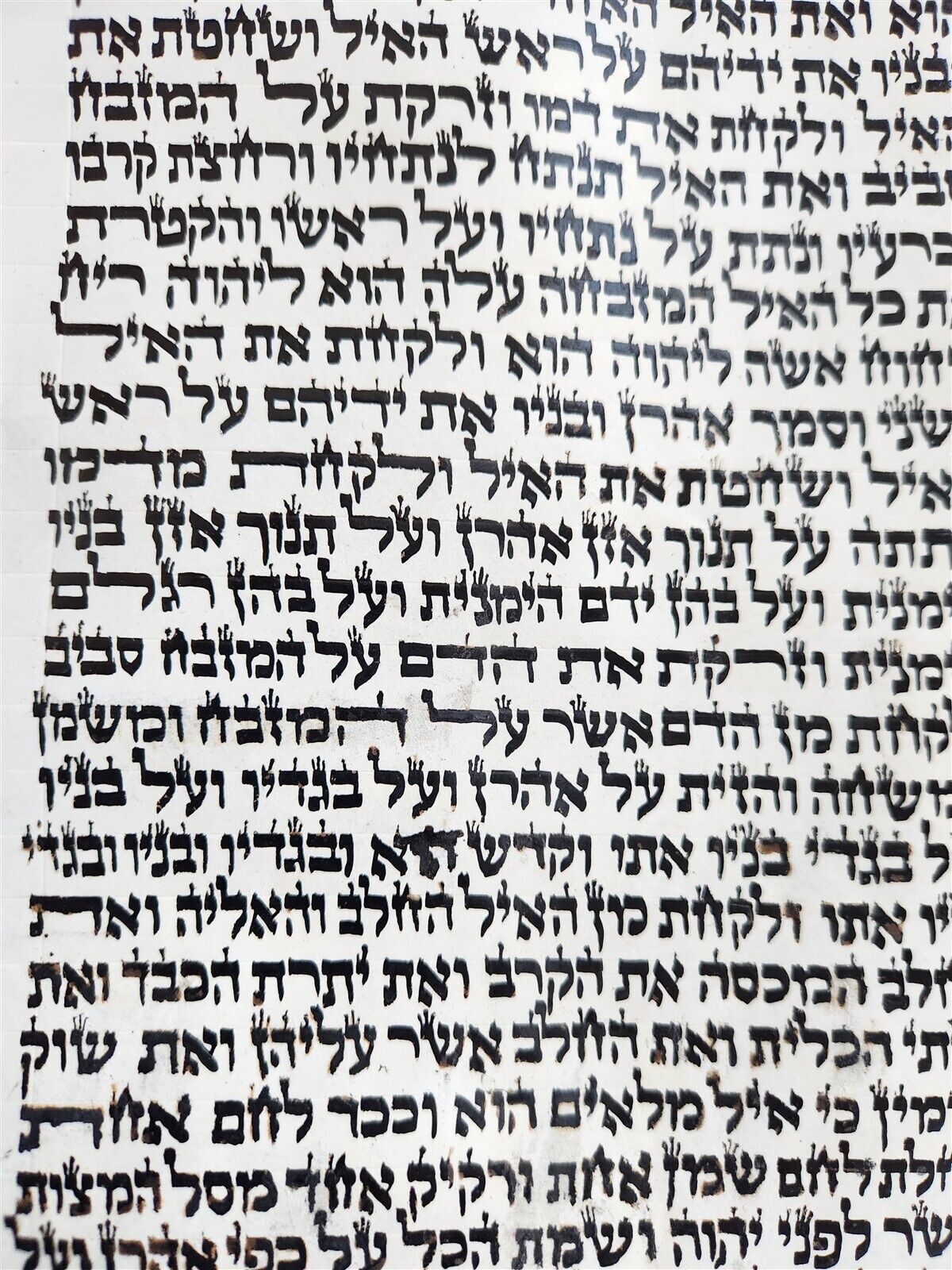 TORAH SCROLL FRAGMENT MANUSCRIPT on VELLUM size 22 by 23" antique EXODUS 28:27-3