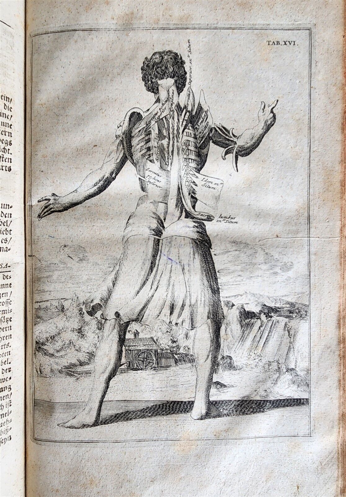 1704 ANATOMY MUSCLE TREATISE antique AMAZINGLY ILLUSTRATED