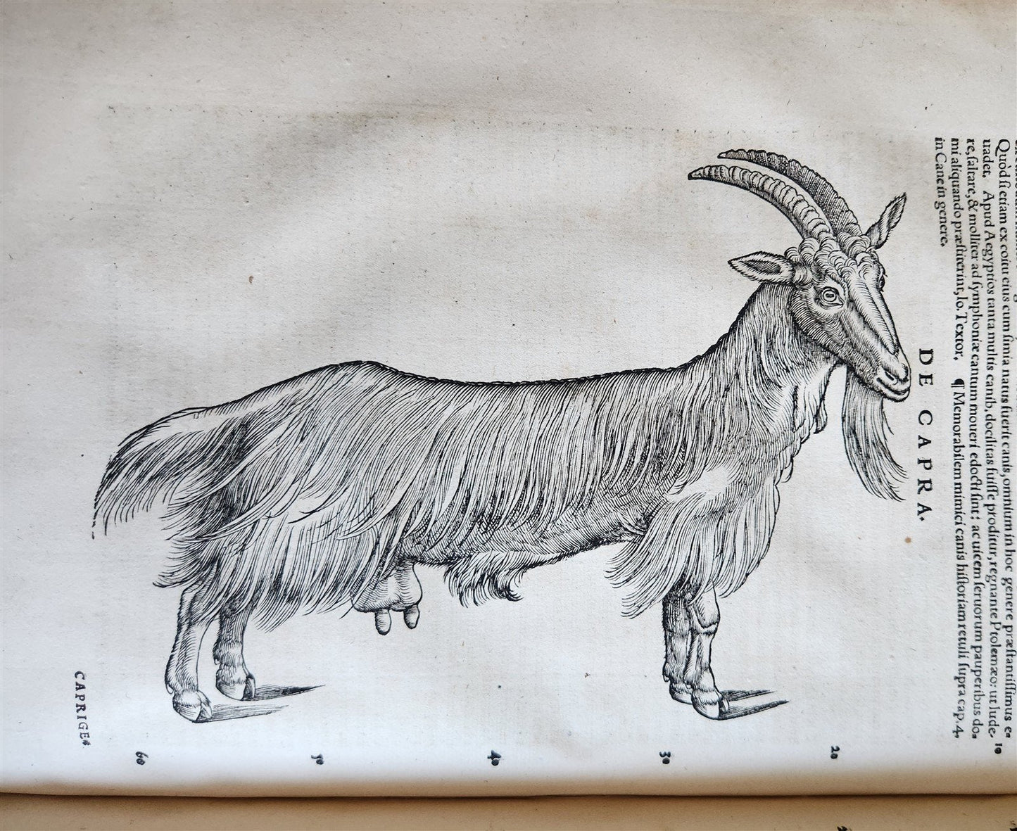1551 HISTORIA ANIMALIUM by CONRAD GESSNER antique ILLUSTRATED 16th century FOLIO