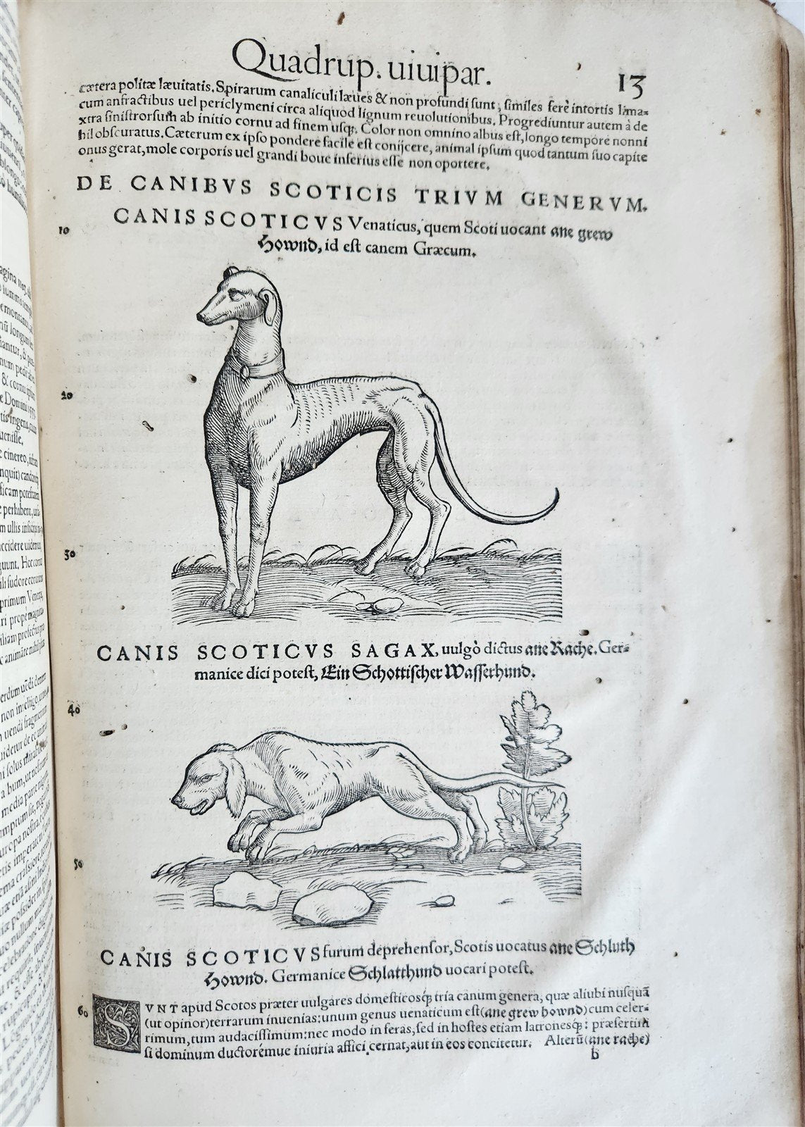 1551 HISTORIA ANIMALIUM by CONRAD GESSNER antique ILLUSTRATED 16th century FOLIO