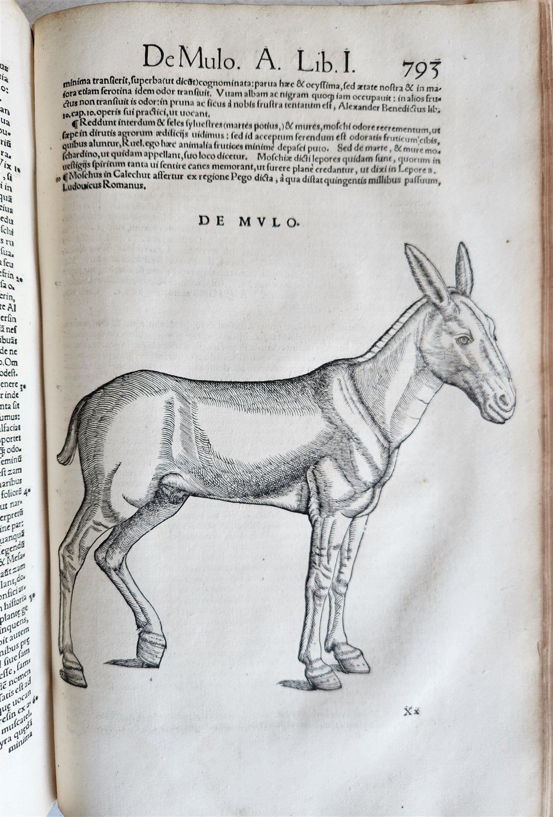1551 HISTORIA ANIMALIUM by CONRAD GESSNER antique ILLUSTRATED 16th century FOLIO