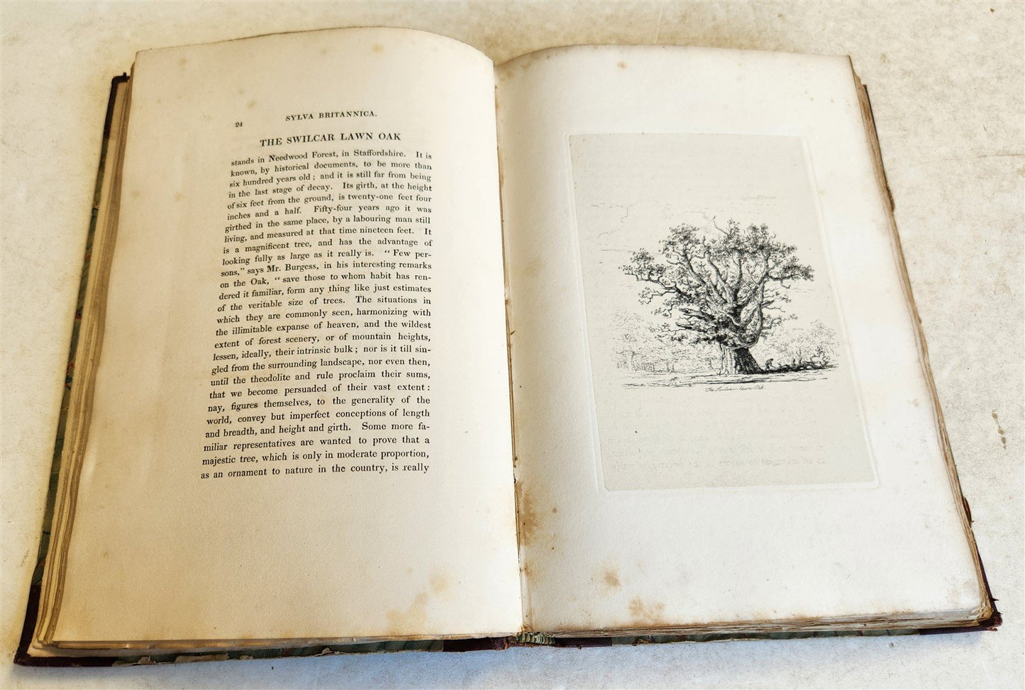 1831 SYLVA BRITANNICA or Portraits of Forest Trees antique ILLUSTRATED