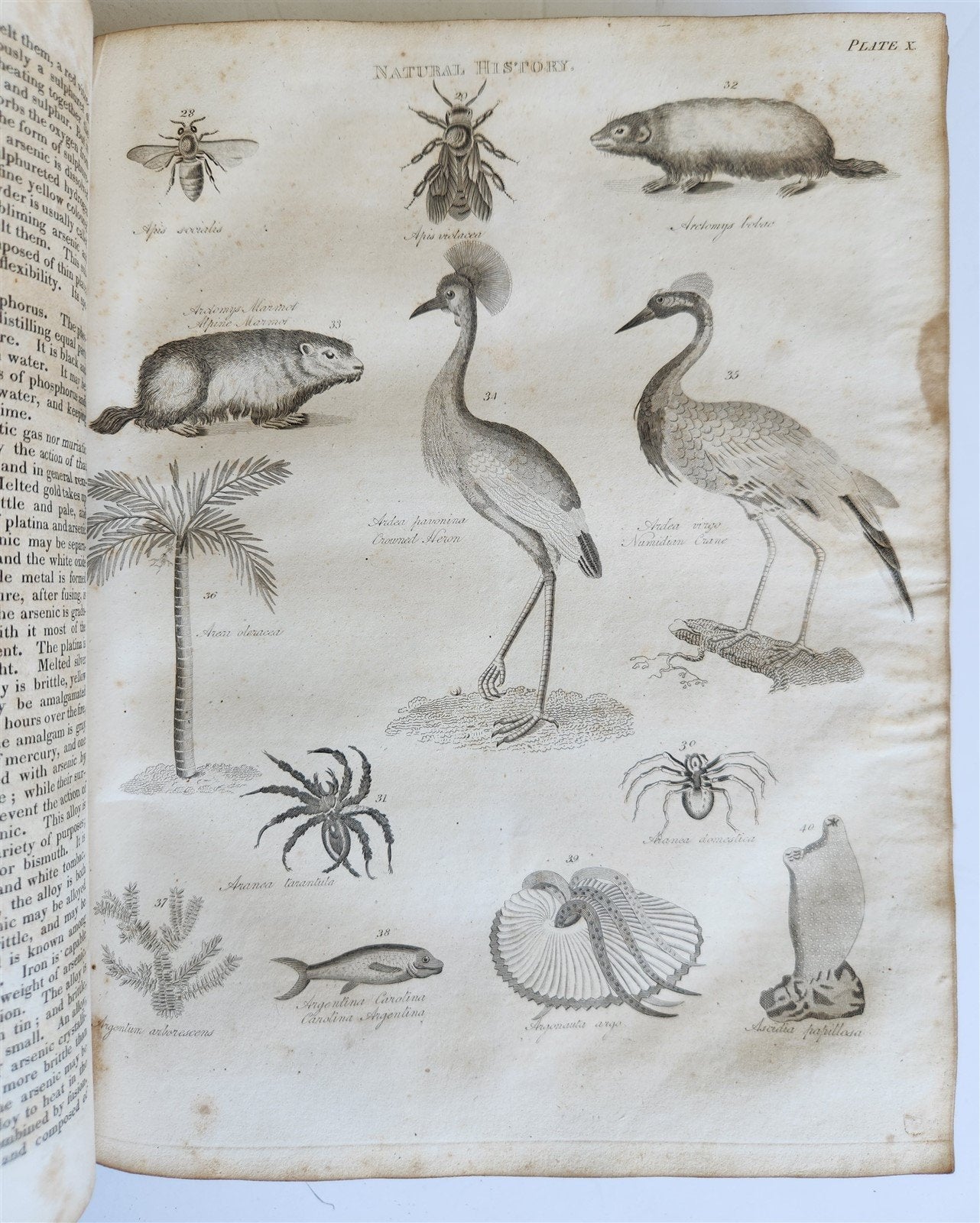 1822 NEW and COMPLETE DICTIONARY of ARTS and SCIENCES 3 VOLS. antique by GREGORY