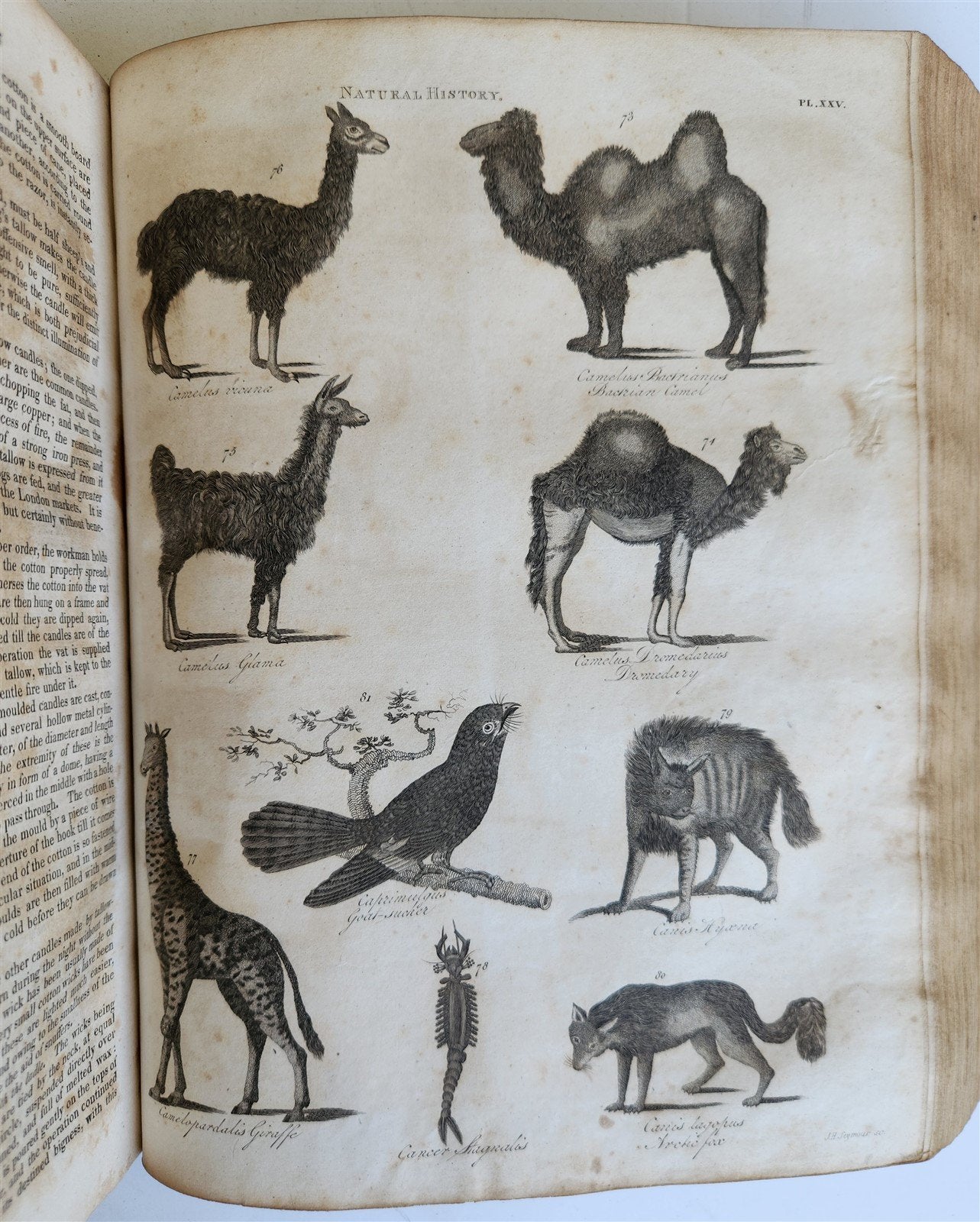 1822 NEW and COMPLETE DICTIONARY of ARTS and SCIENCES 3 VOLS. antique by GREGORY