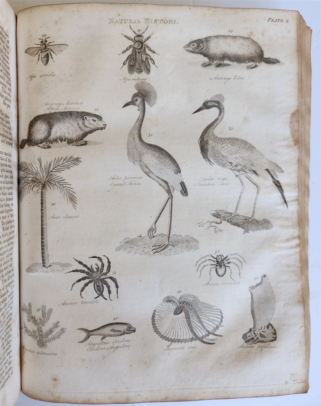 1822 NEW and COMPLETE DICTIONARY of ARTS and SCIENCES 3 VOLS. antique by GREGORY