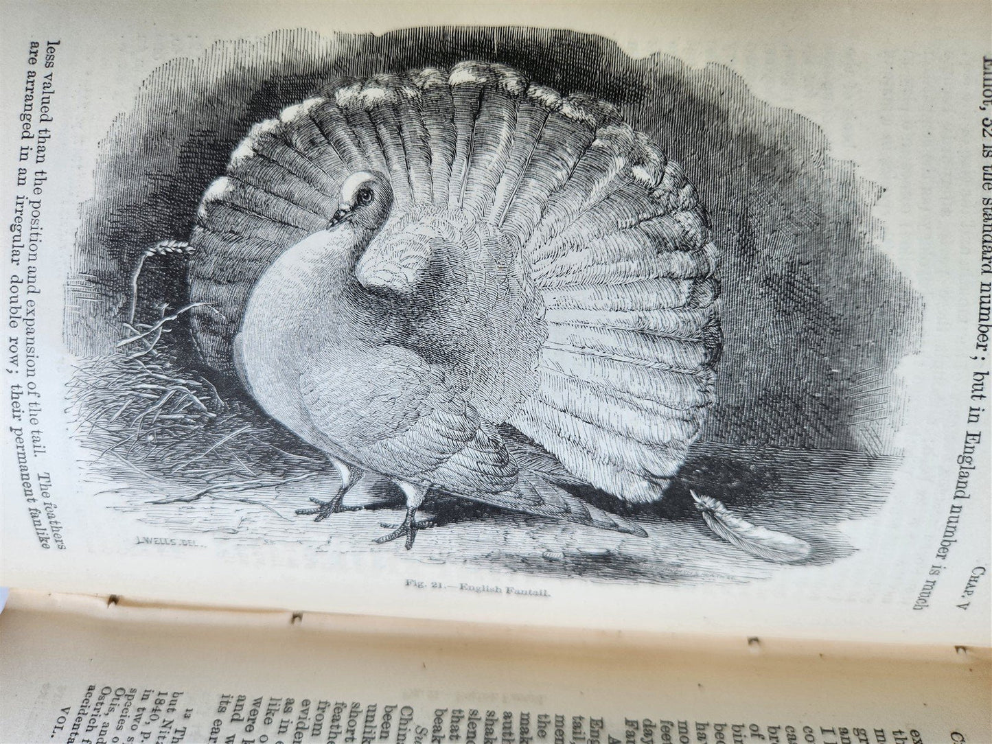 1876 CHARLES DARWIN VARIATION of ANIMALS & PLANTS antique 2 VOLUMES 2nd US ed.