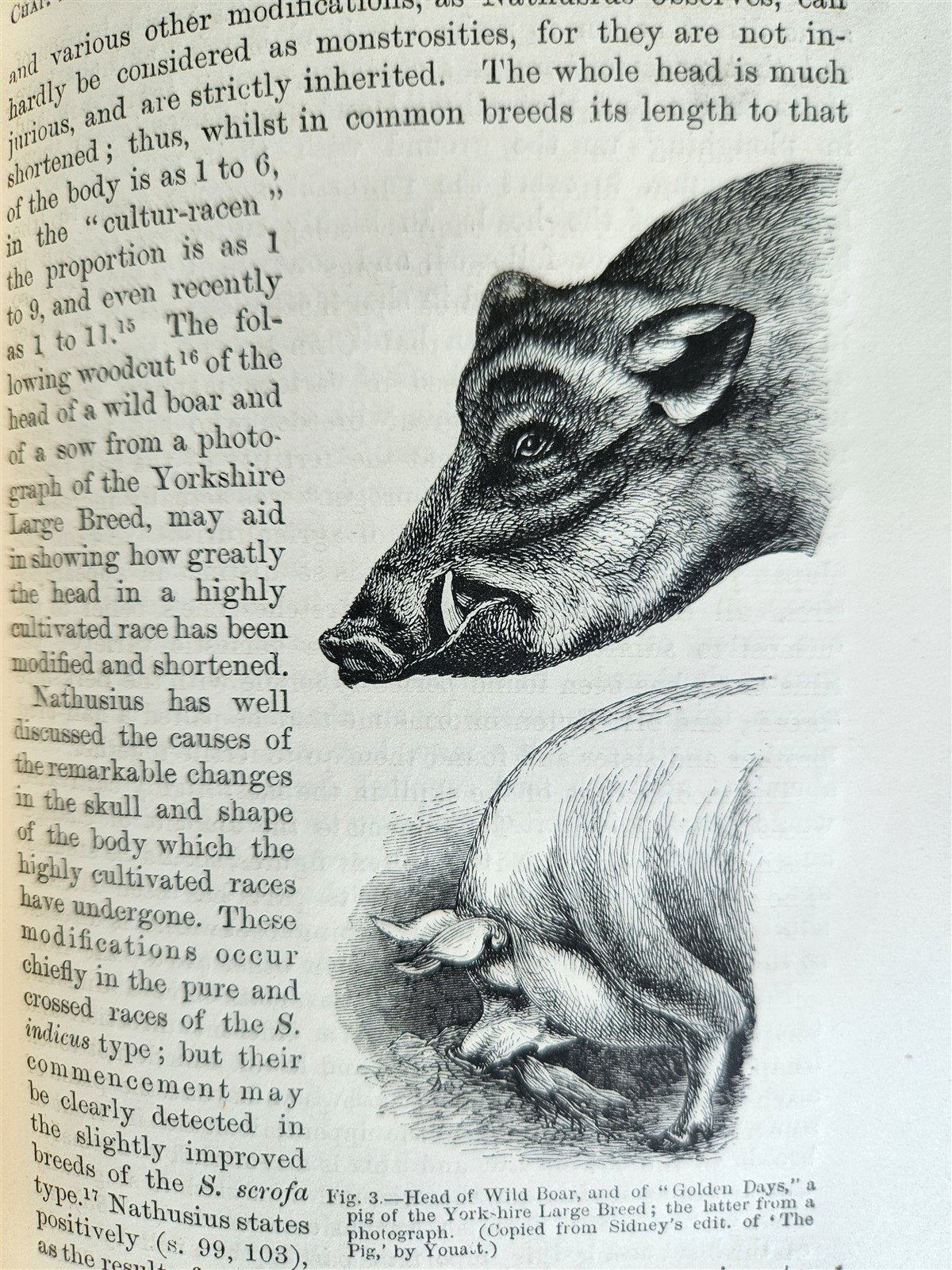 1876 CHARLES DARWIN VARIATION of ANIMALS & PLANTS antique 2 VOLUMES 2nd US ed.