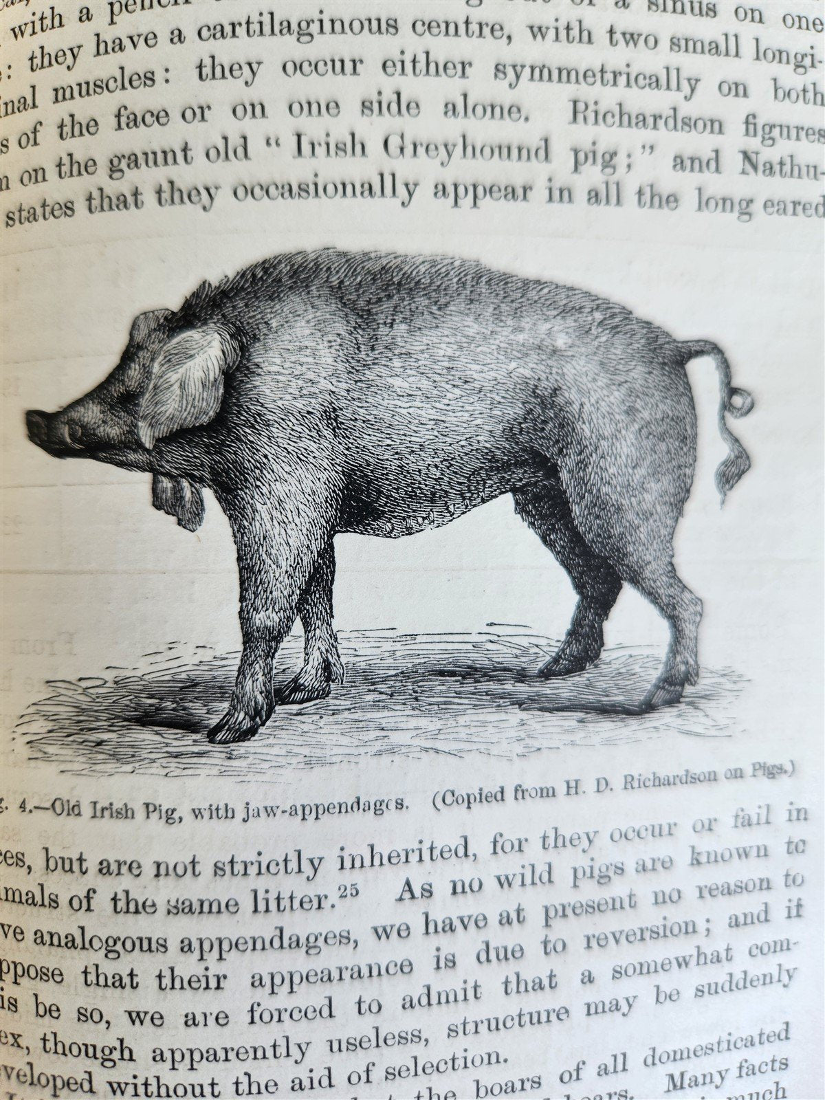 1876 CHARLES DARWIN VARIATION of ANIMALS & PLANTS antique 2 VOLUMES 2nd US ed.