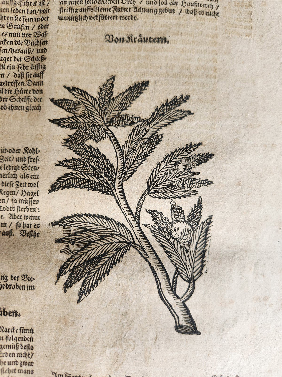 1665 OECONOMIA ILLUSTRATED antique hunting fishing livestock breeding PIGSKIN