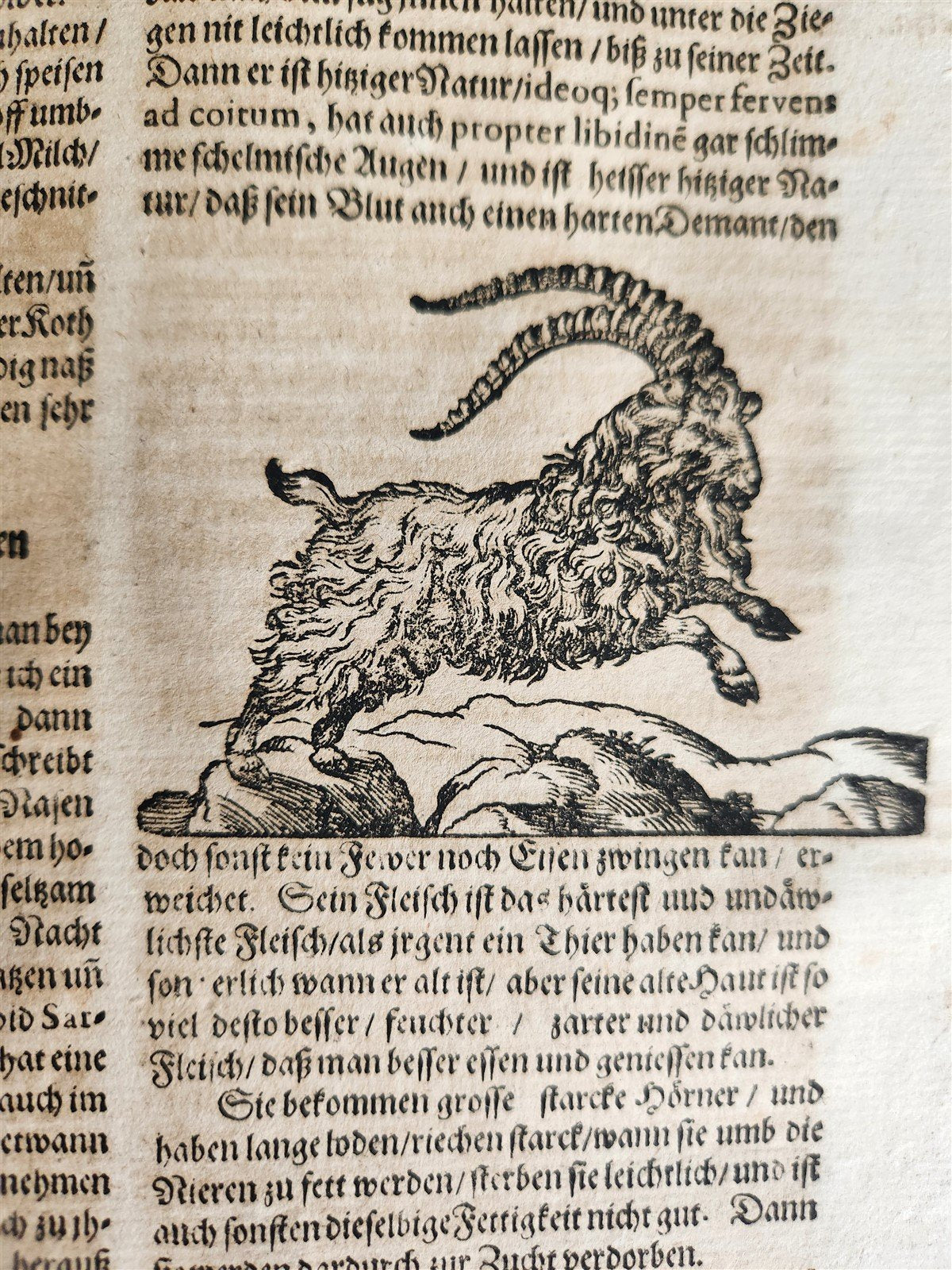 1665 OECONOMIA ILLUSTRATED antique hunting fishing livestock breeding PIGSKIN