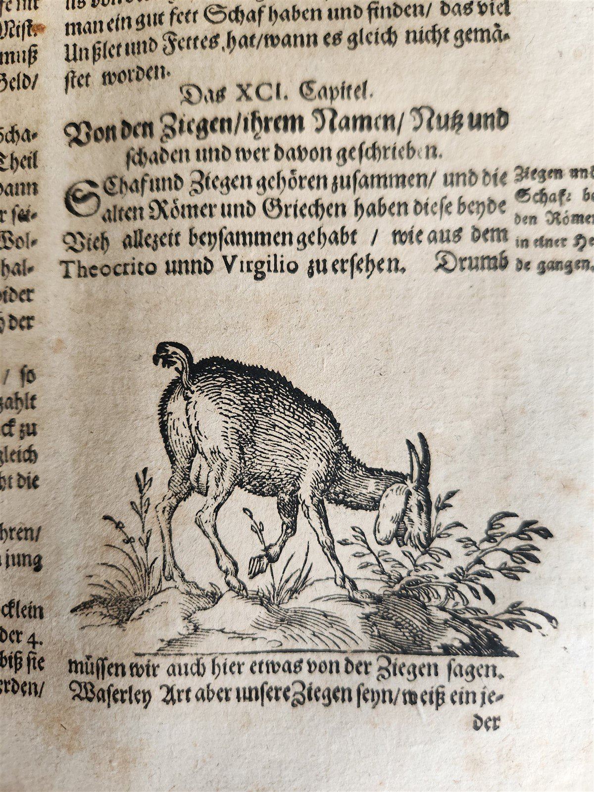 1665 OECONOMIA ILLUSTRATED antique hunting fishing livestock breeding PIGSKIN