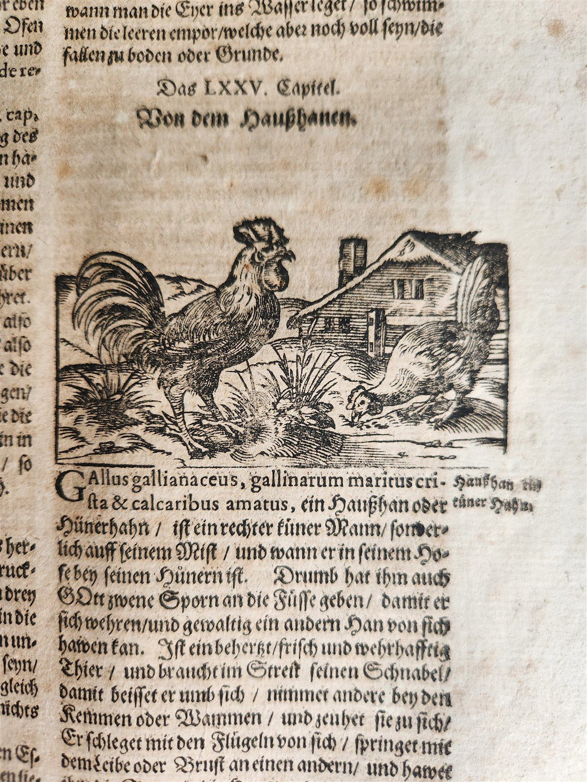 1665 OECONOMIA ILLUSTRATED antique hunting fishing livestock breeding PIGSKIN