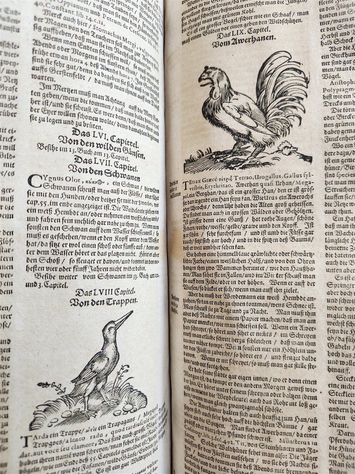 1665 OECONOMIA ILLUSTRATED antique hunting fishing livestock breeding PIGSKIN