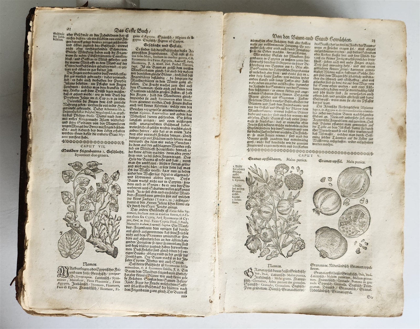 1696 HERBAL BOOK Theatrum botanicum antique ILLUSTRATED FOLIO 1200 woodcuts