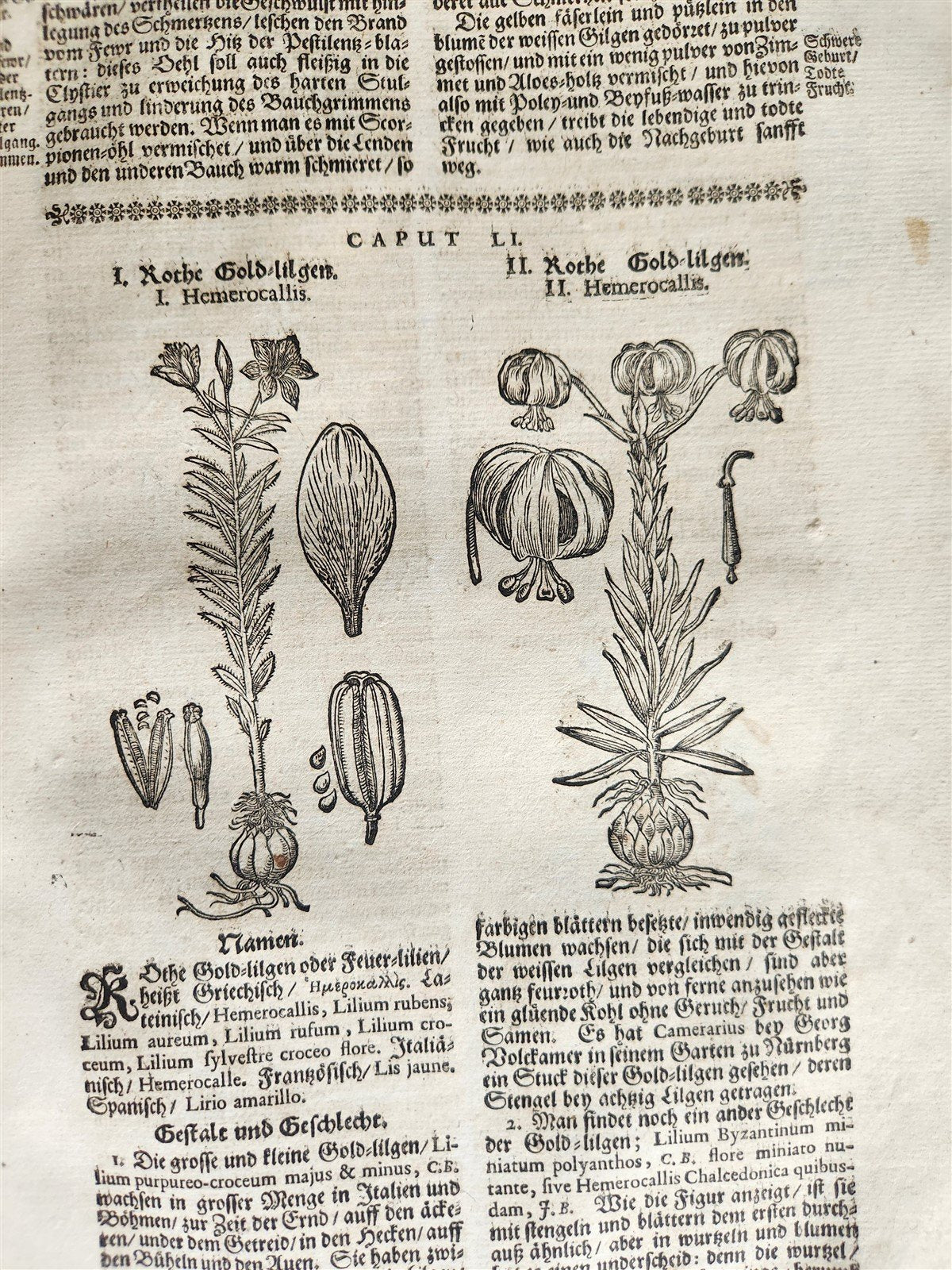1696 HERBAL BOOK Theatrum botanicum antique ILLUSTRATED FOLIO 1200 woodcuts