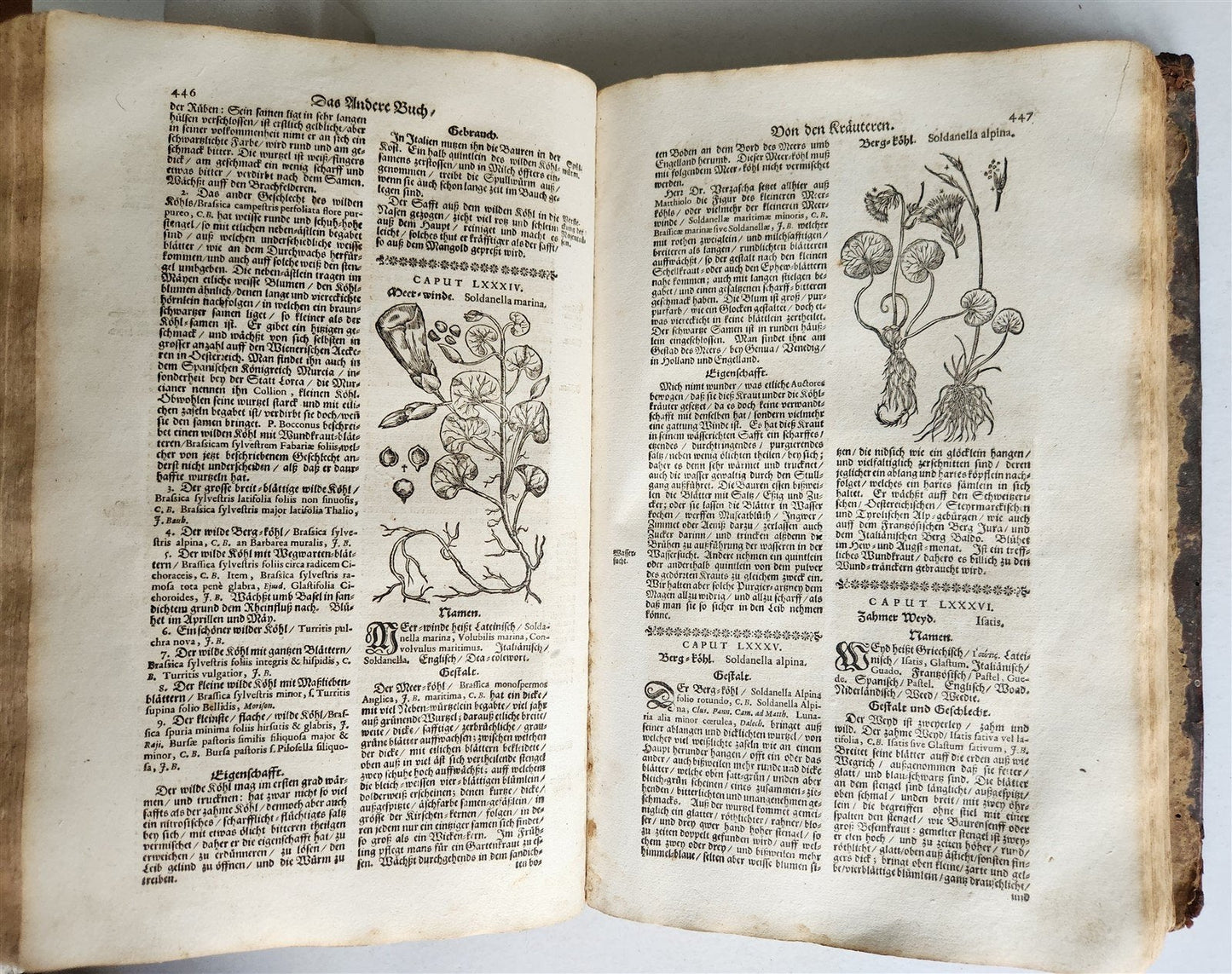 1696 HERBAL BOOK Theatrum botanicum antique ILLUSTRATED FOLIO 1200 woodcuts