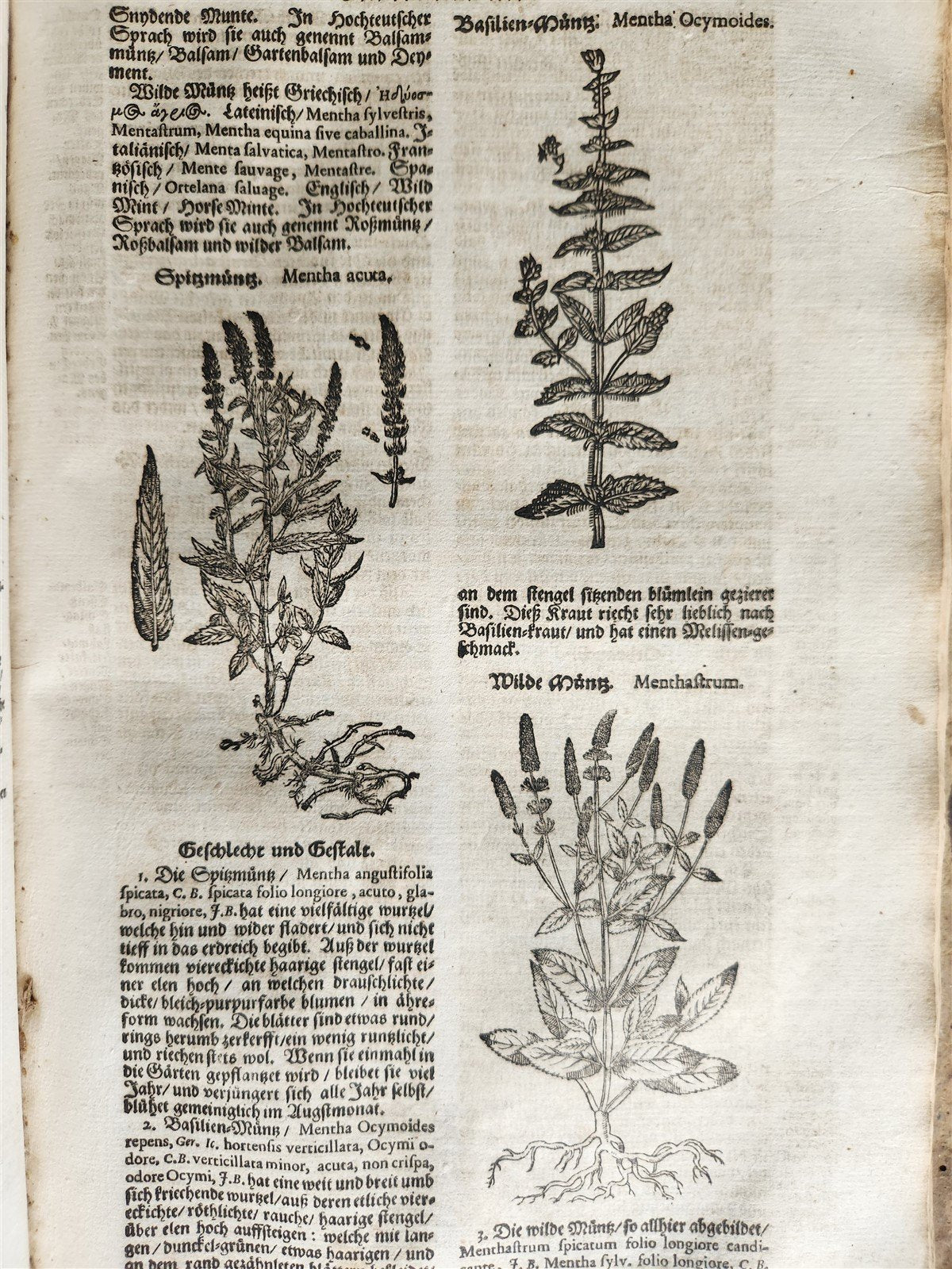 1696 HERBAL BOOK Theatrum botanicum antique ILLUSTRATED FOLIO 1200 woodcuts