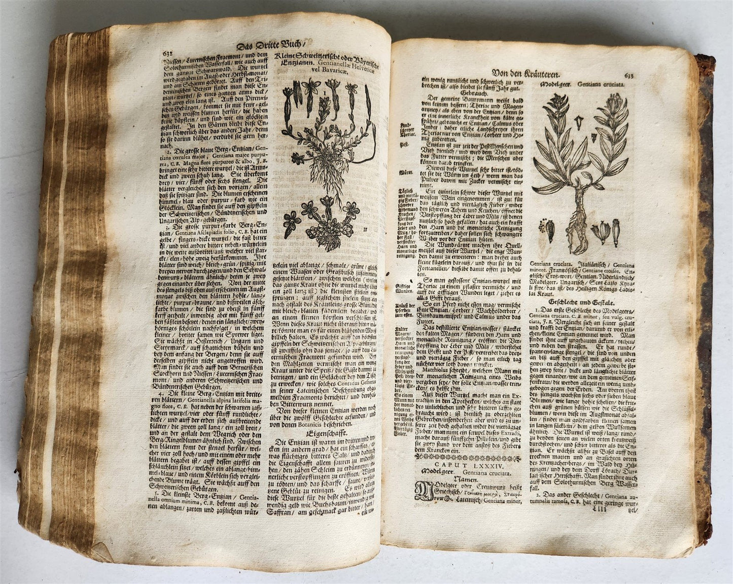 1696 HERBAL BOOK Theatrum botanicum antique ILLUSTRATED FOLIO 1200 woodcuts