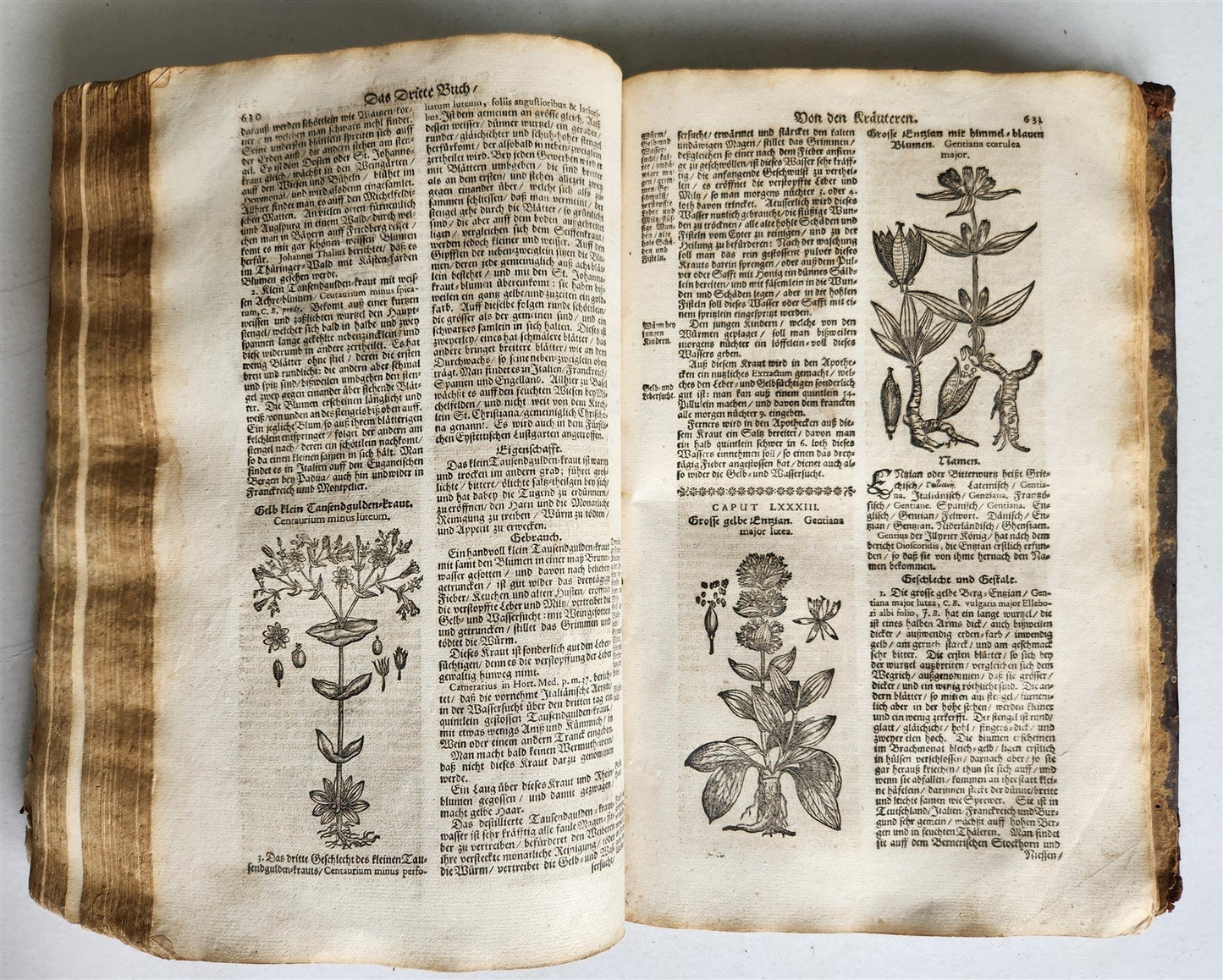 1696 HERBAL BOOK Theatrum botanicum antique ILLUSTRATED FOLIO 1200 woodcuts