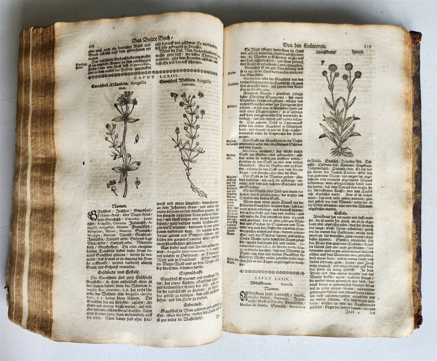 1696 HERBAL BOOK Theatrum botanicum antique ILLUSTRATED FOLIO 1200 woodcuts