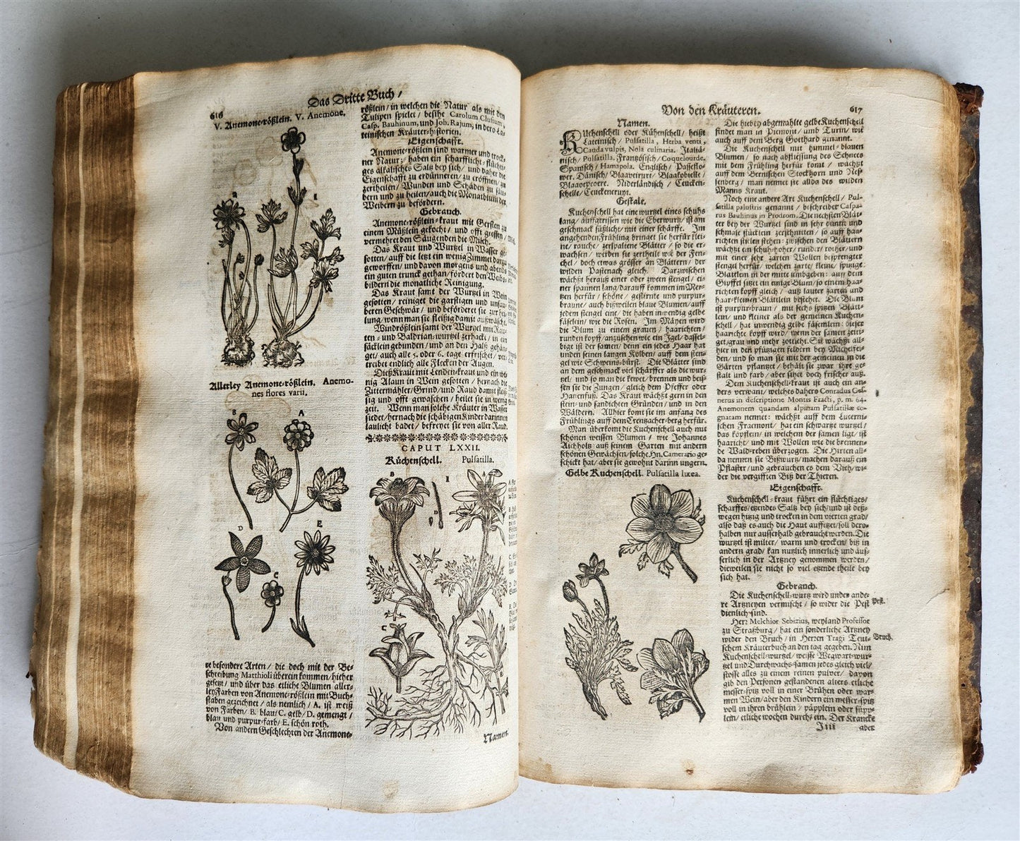 1696 HERBAL BOOK Theatrum botanicum antique ILLUSTRATED FOLIO 1200 woodcuts