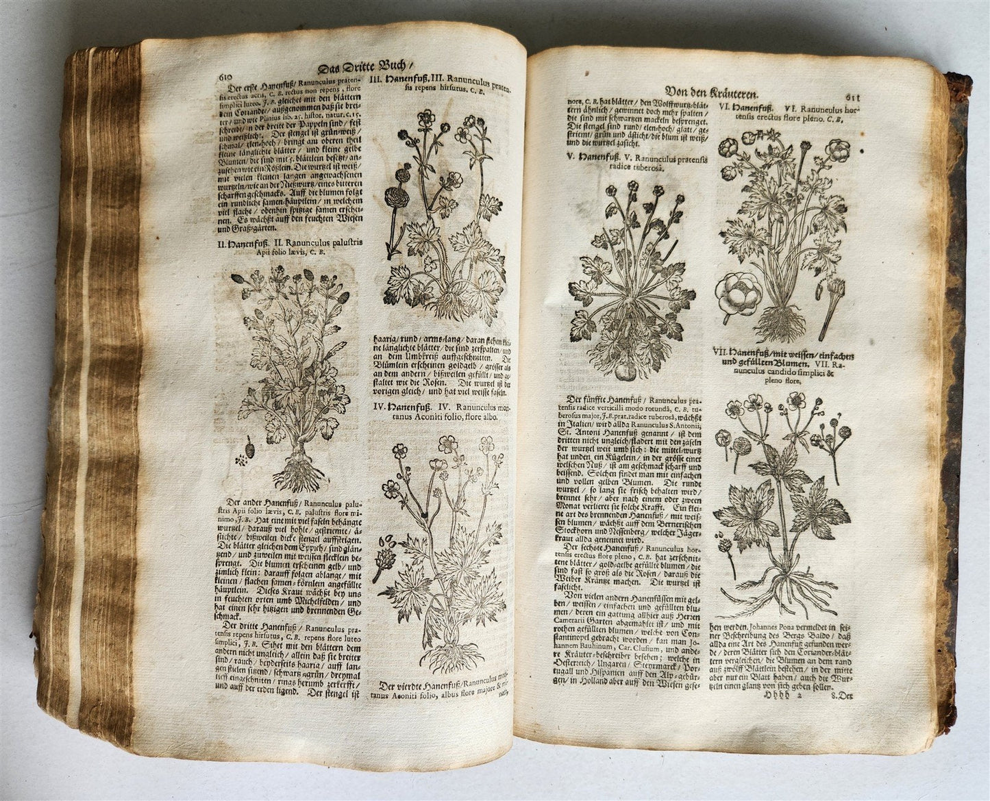 1696 HERBAL BOOK Theatrum botanicum antique ILLUSTRATED FOLIO 1200 woodcuts