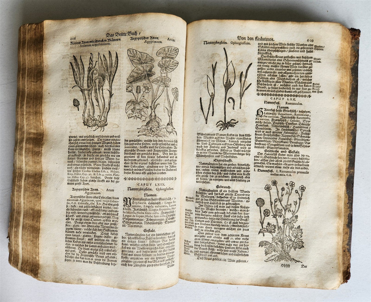 1696 HERBAL BOOK Theatrum botanicum antique ILLUSTRATED FOLIO 1200 woodcuts