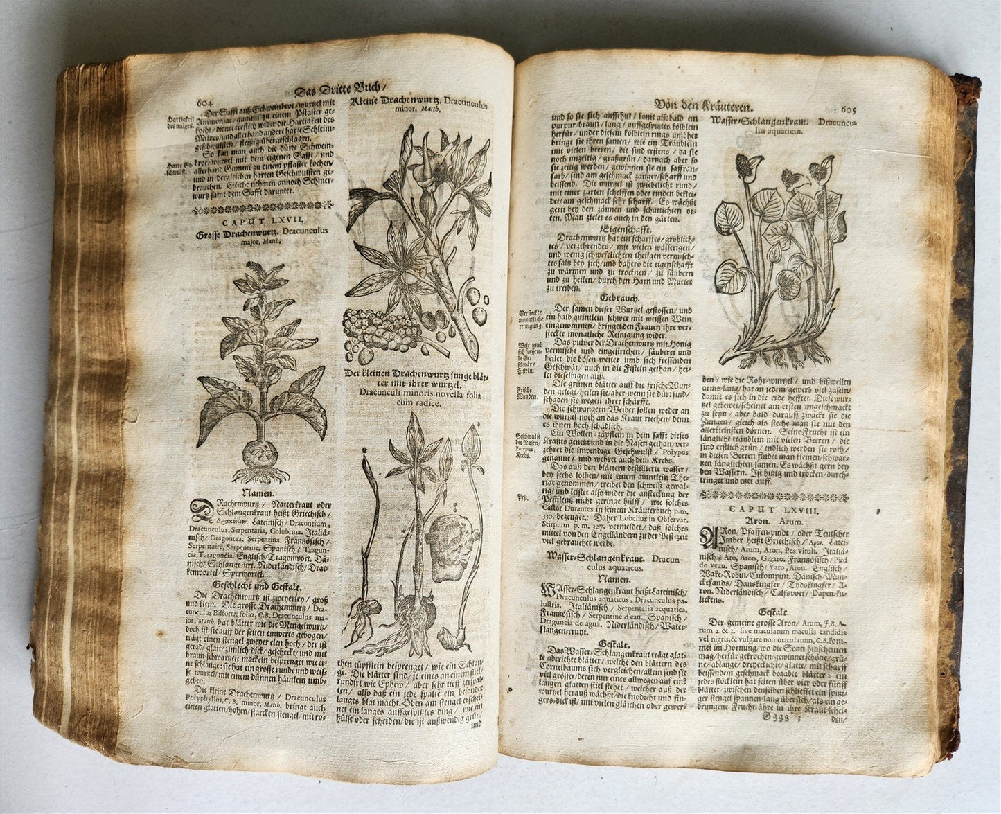 1696 HERBAL BOOK Theatrum botanicum antique ILLUSTRATED FOLIO 1200 woodcuts