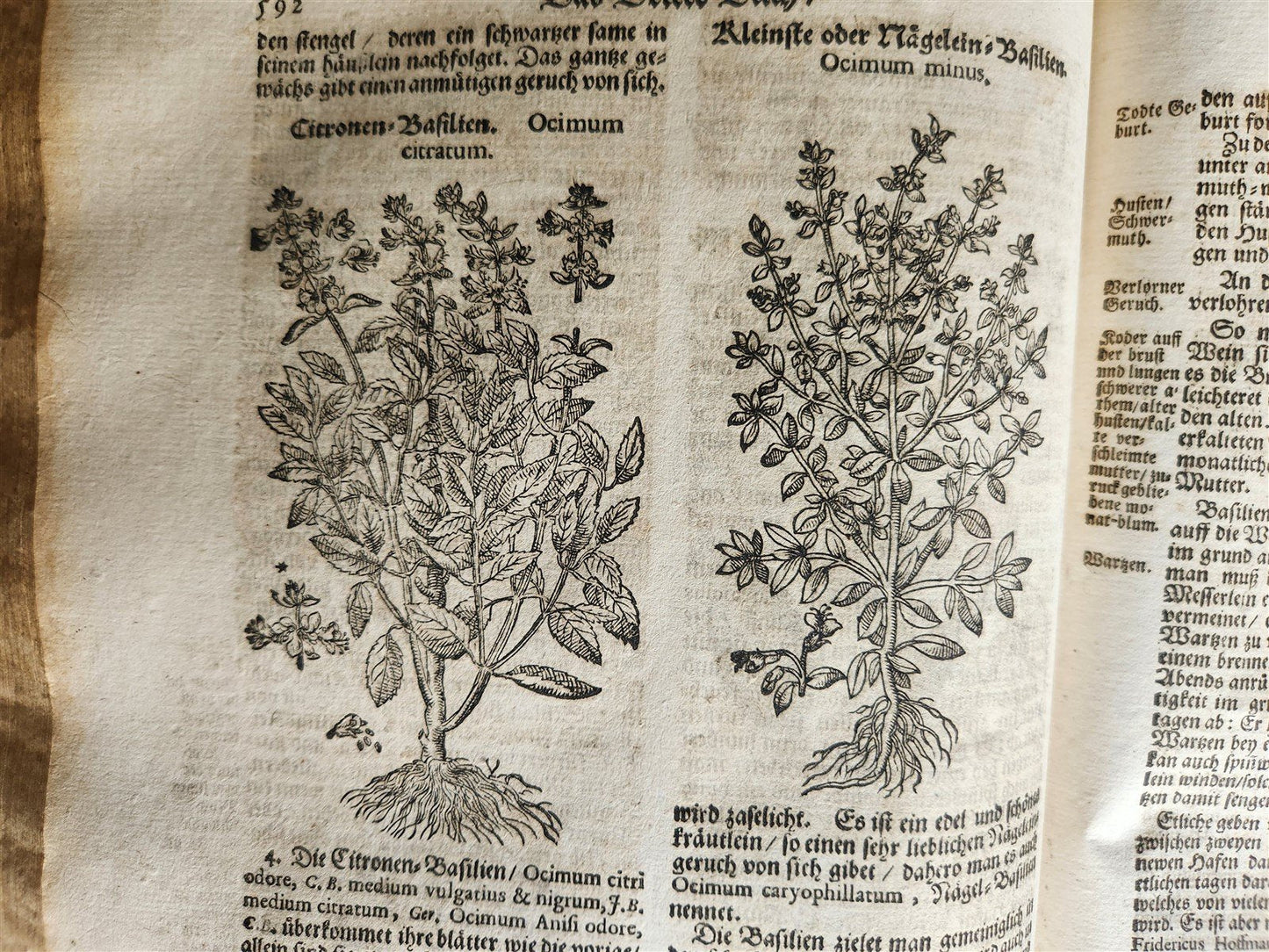 1696 HERBAL BOOK Theatrum botanicum antique ILLUSTRATED FOLIO 1200 woodcuts