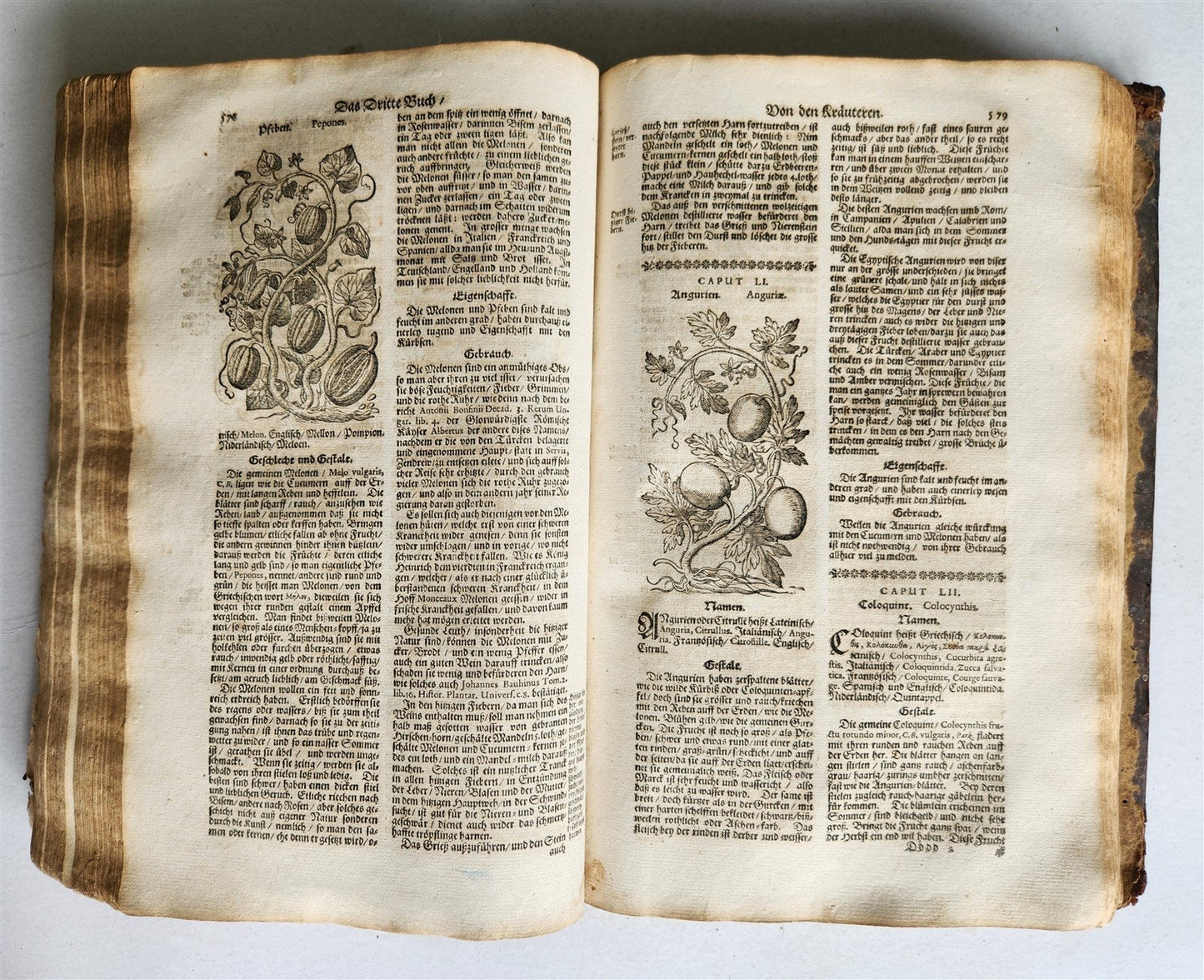 1696 HERBAL BOOK Theatrum botanicum antique ILLUSTRATED FOLIO 1200 woodcuts