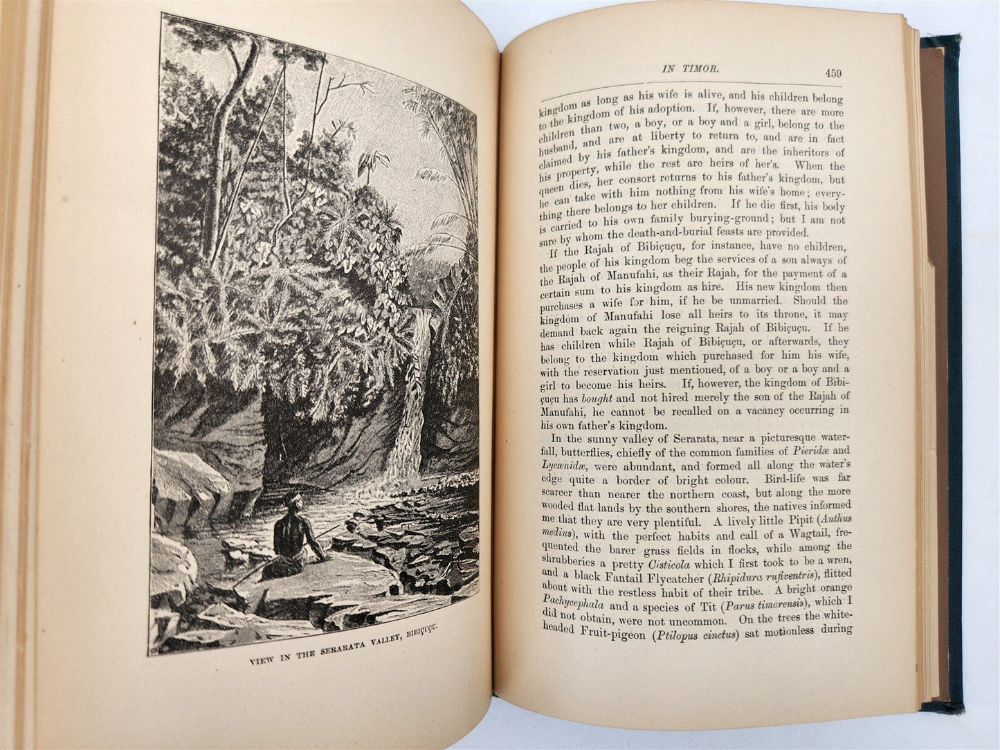 1885 Naturalist's Wanderings in the Eastern Archipelago antique Java Sumatra