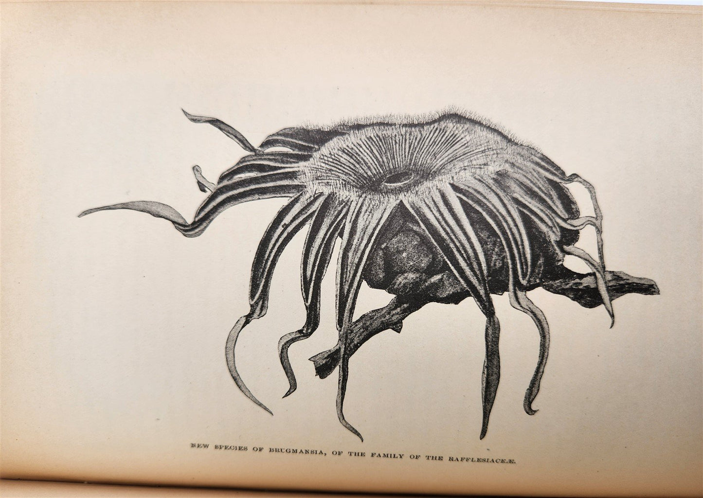 1885 Naturalist's Wanderings in the Eastern Archipelago antique Java Sumatra