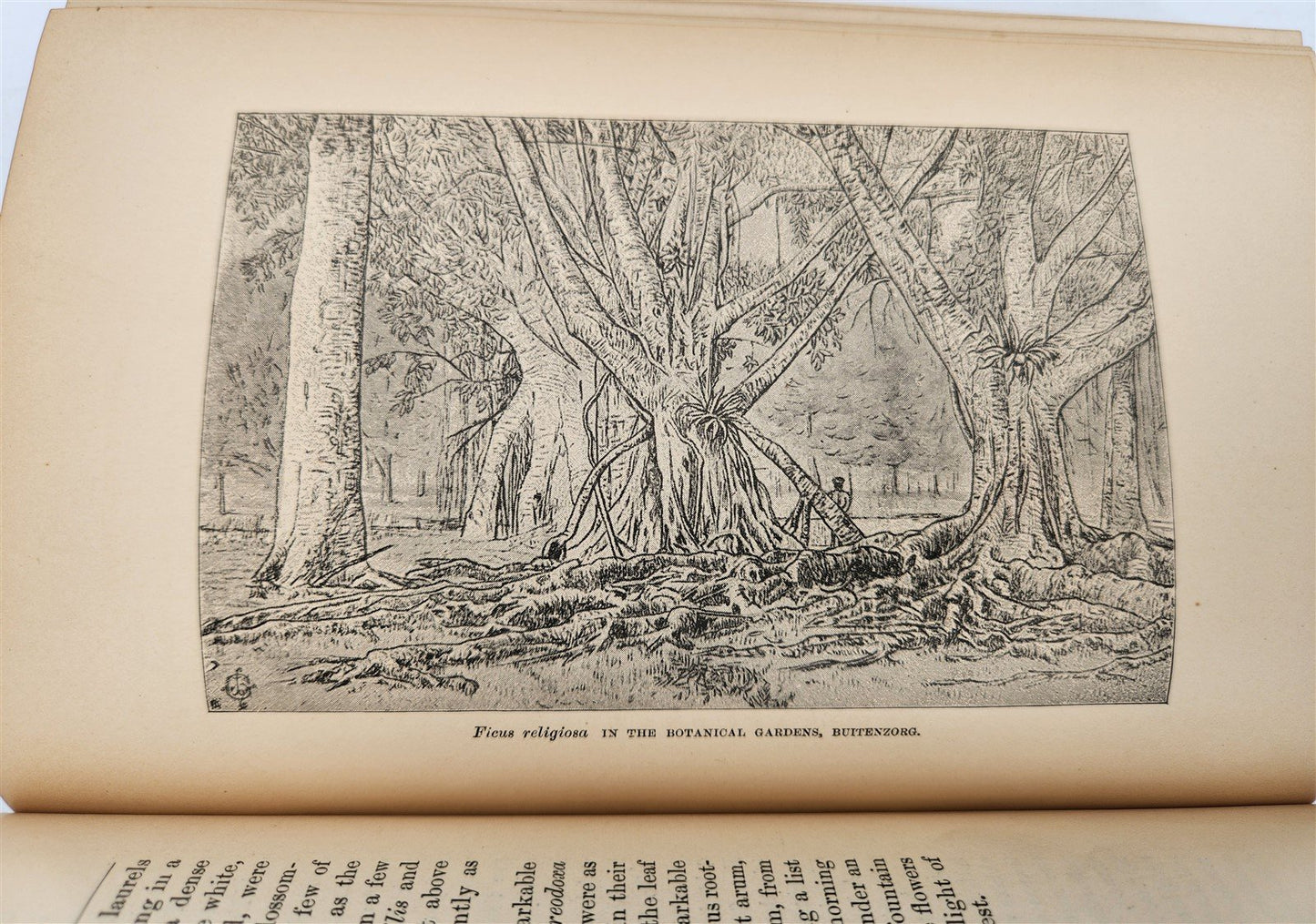 1885 Naturalist's Wanderings in the Eastern Archipelago antique Java Sumatra