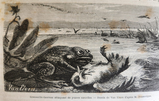 1870 HISTORY of VOYAGES ILLUSTRATED antique CROATIA BOSNIA INDIA FLORIDA AFRICA