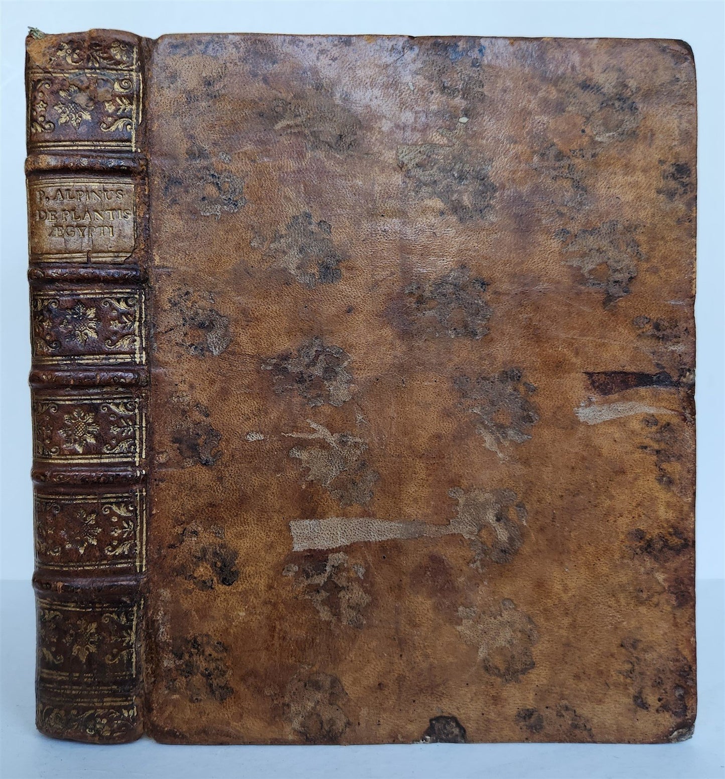 1735 ILLUSTRATED PHARMACOLOGY WORK PLANTS of EGYPT antique De plantis Aegypti