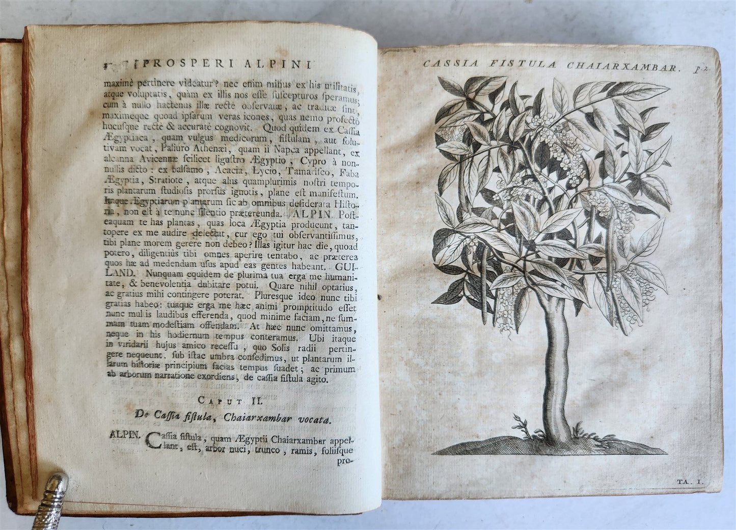 1735 ILLUSTRATED PHARMACOLOGY WORK PLANTS of EGYPT antique De plantis Aegypti