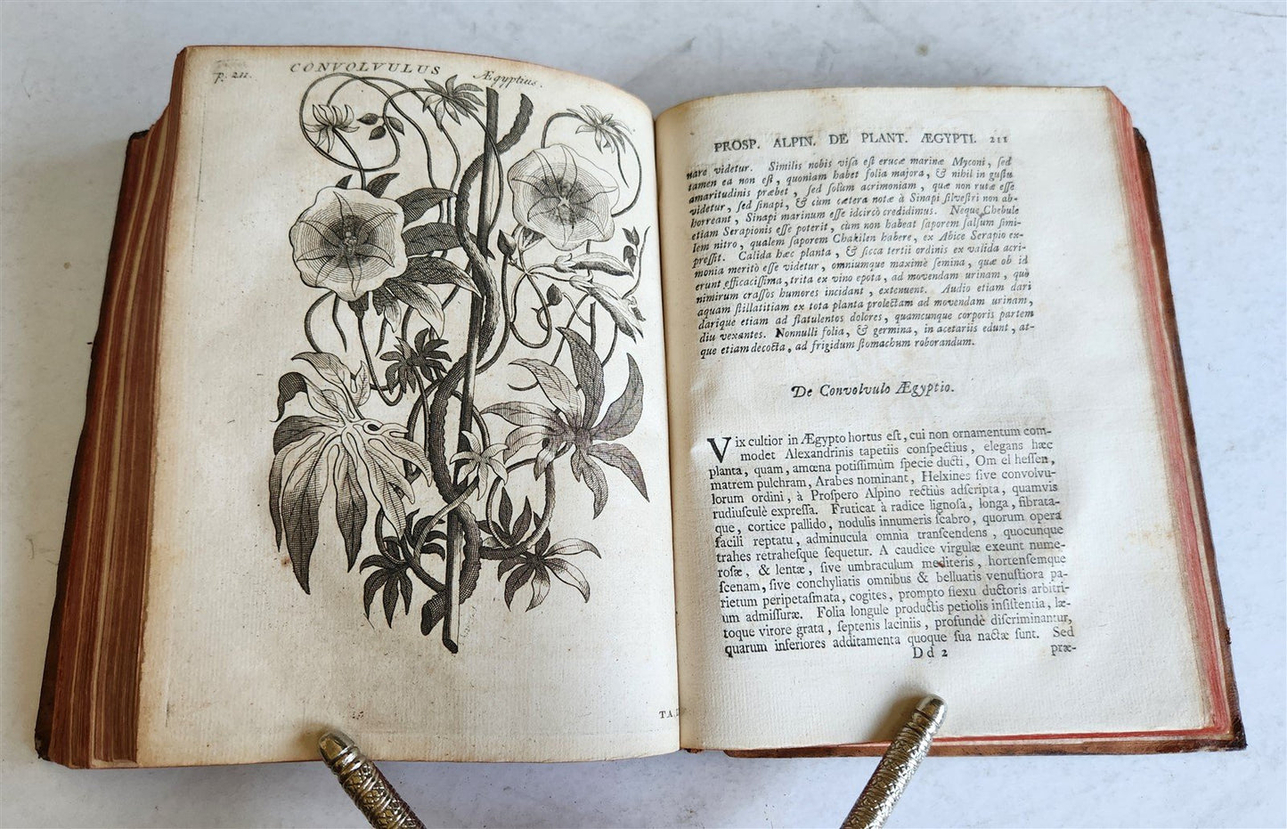 1735 ILLUSTRATED PHARMACOLOGY WORK PLANTS of EGYPT antique De plantis Aegypti