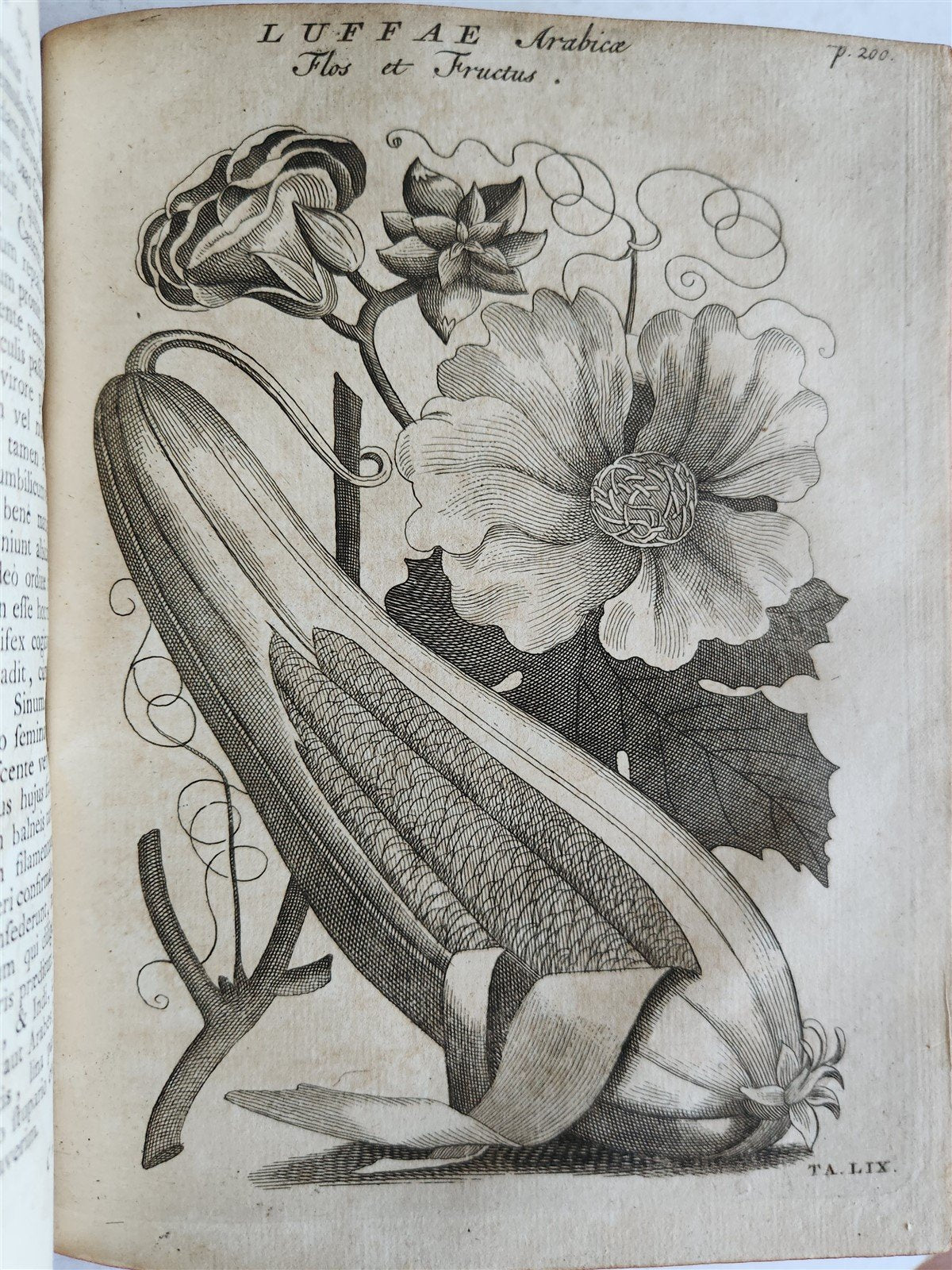 1735 ILLUSTRATED PHARMACOLOGY WORK PLANTS of EGYPT antique De plantis Aegypti