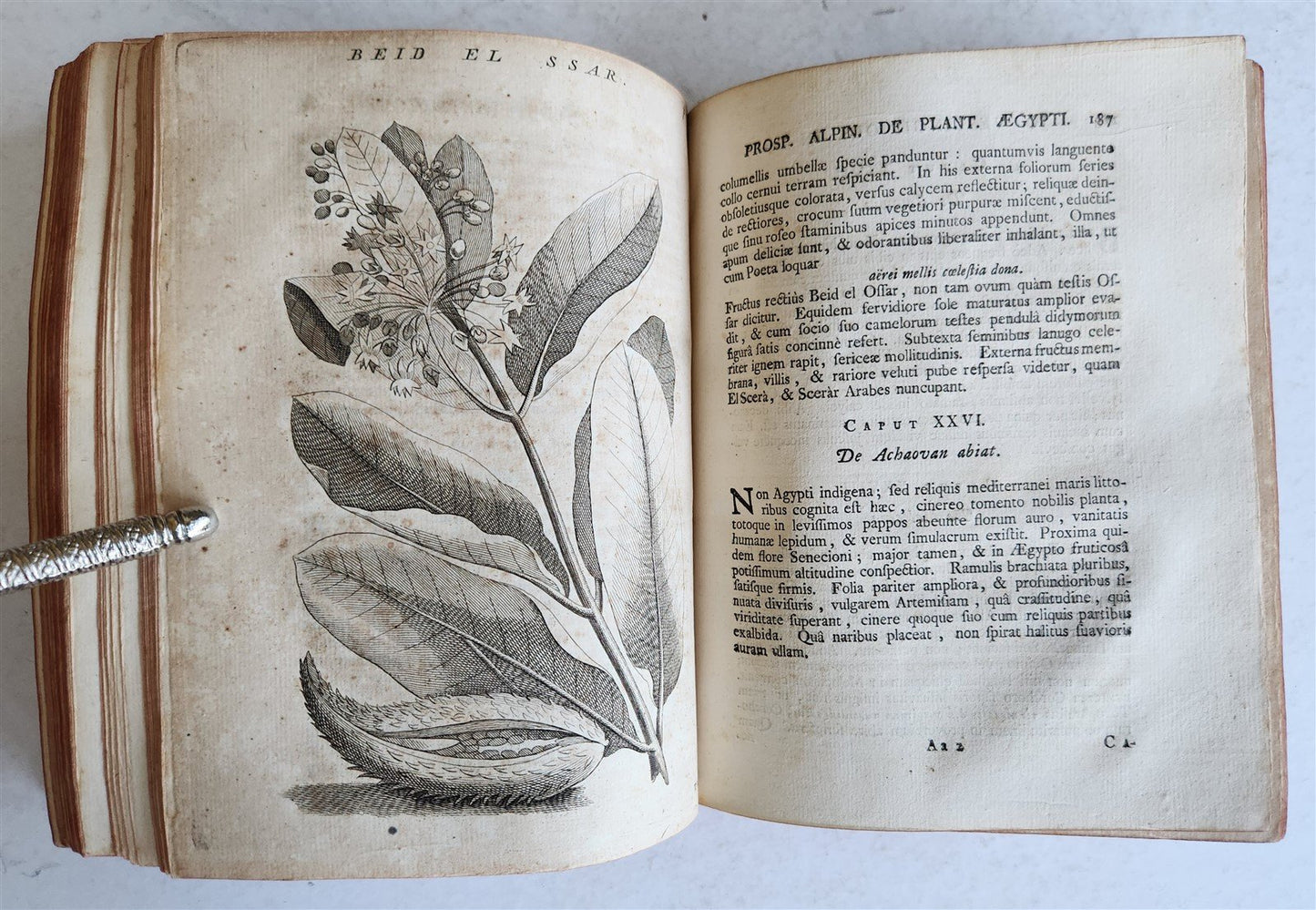 1735 ILLUSTRATED PHARMACOLOGY WORK PLANTS of EGYPT antique De plantis Aegypti