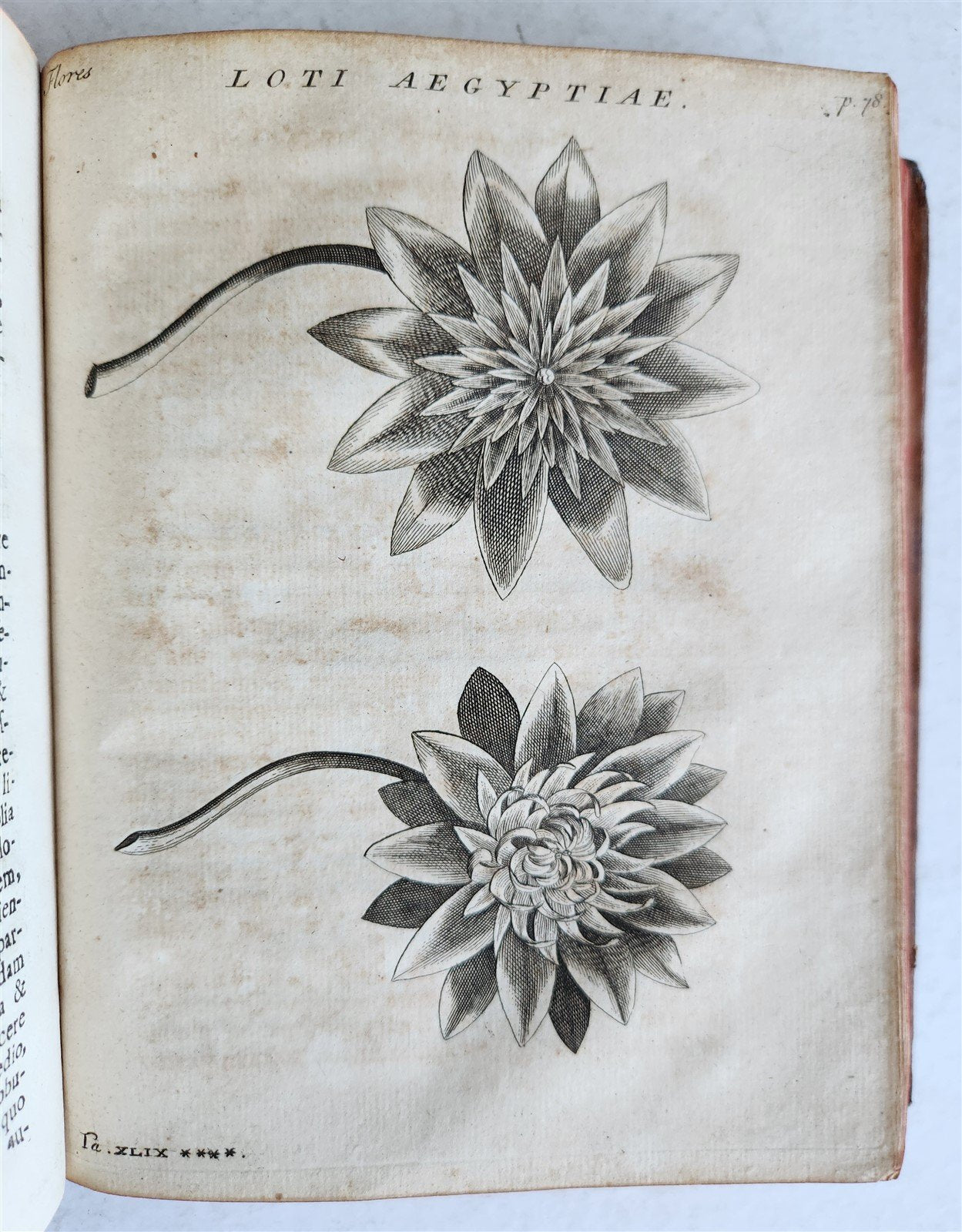 1735 ILLUSTRATED PHARMACOLOGY WORK PLANTS of EGYPT antique De plantis Aegypti
